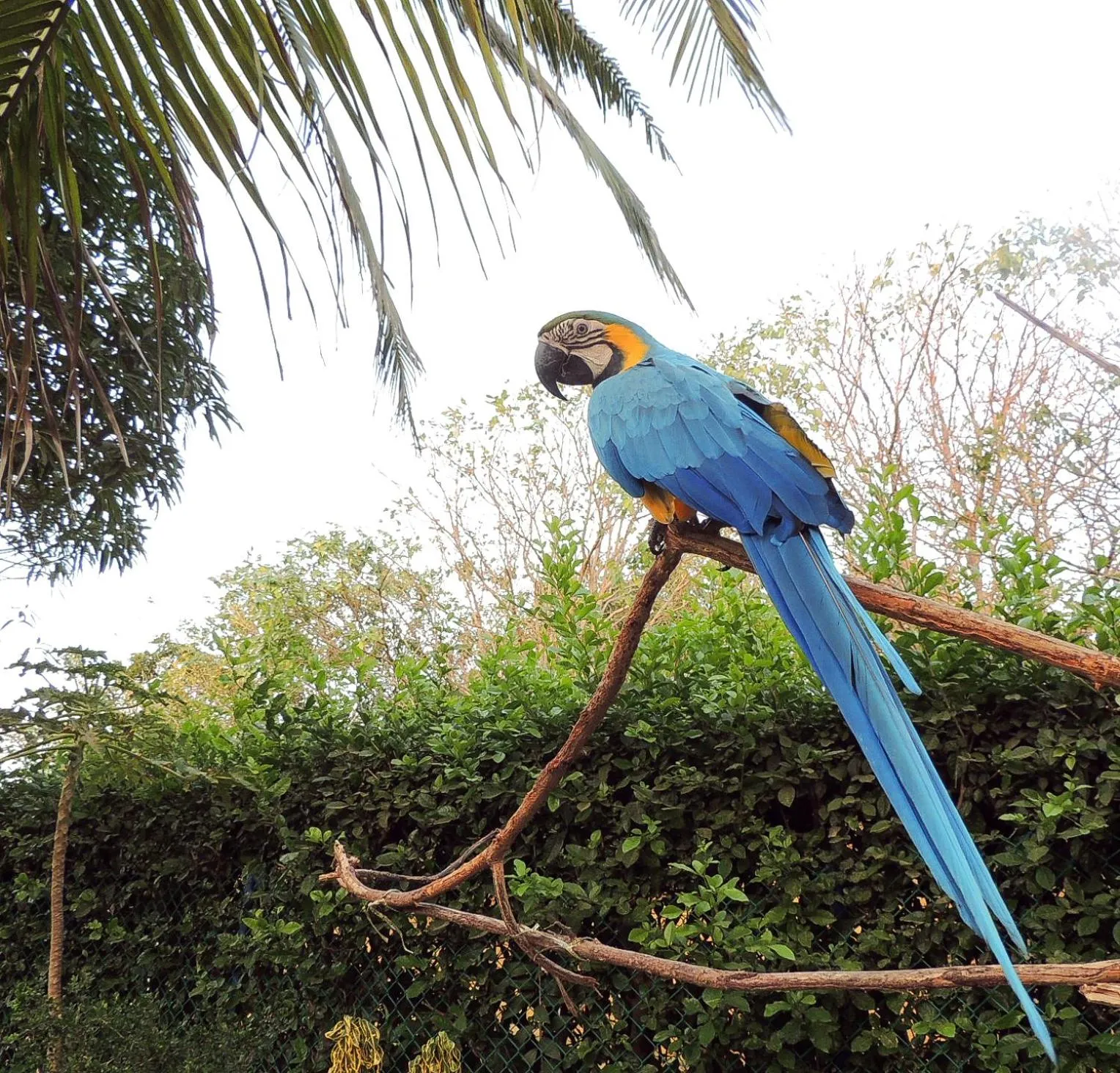 Animals in Portoazul Casa de Playa