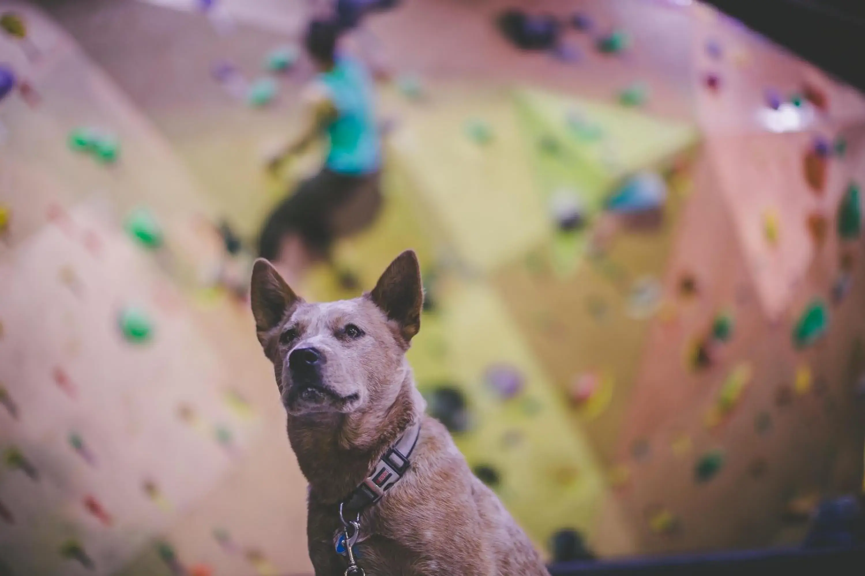 Fitness centre/facilities in Whitney Peak Hotel Reno, Tapestry Collection by Hilton Fitness centre/facilities in Whitney Peak Hotel Reno, Tapestry Collection by Hilton