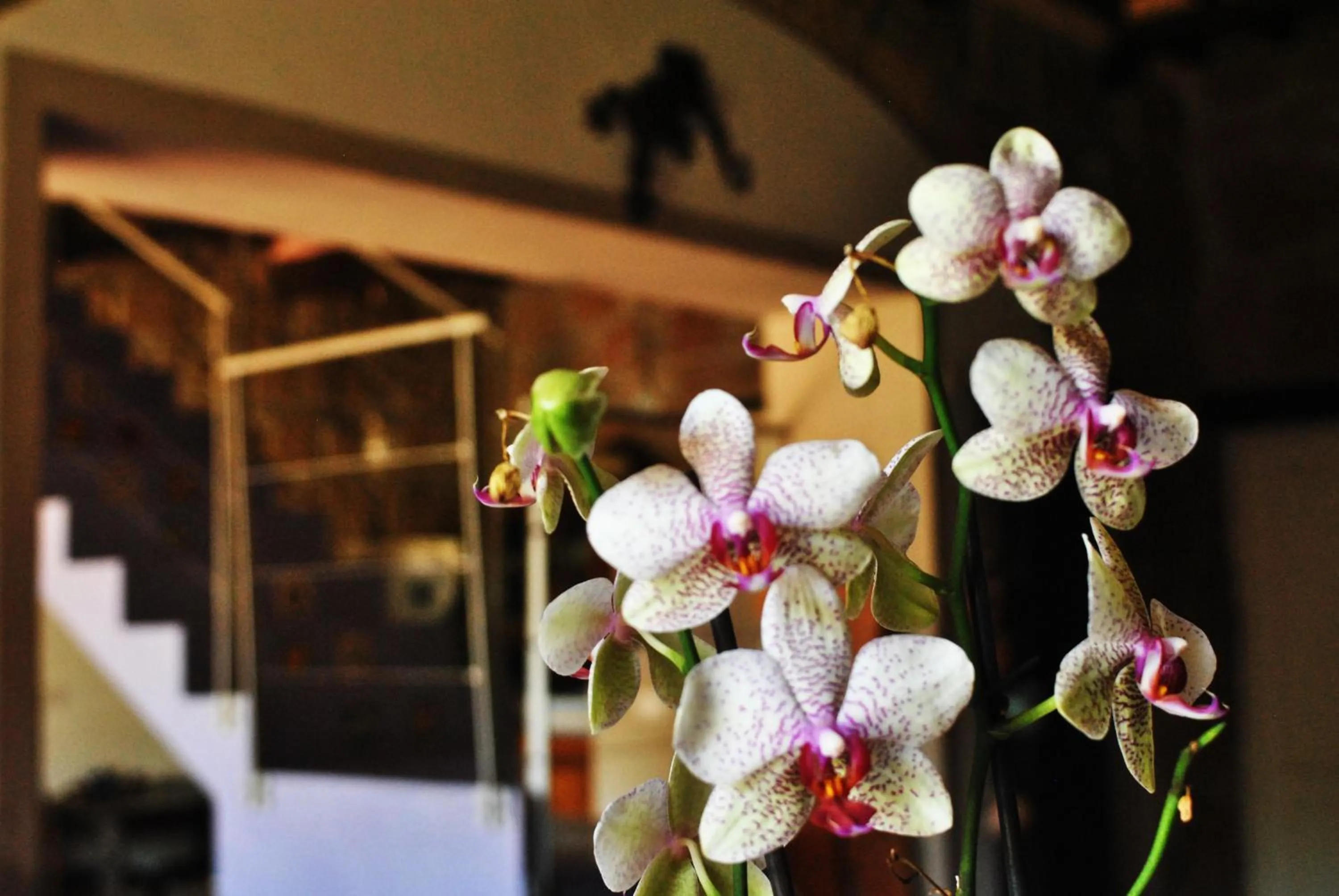 Spring in La Casa dei Carrai