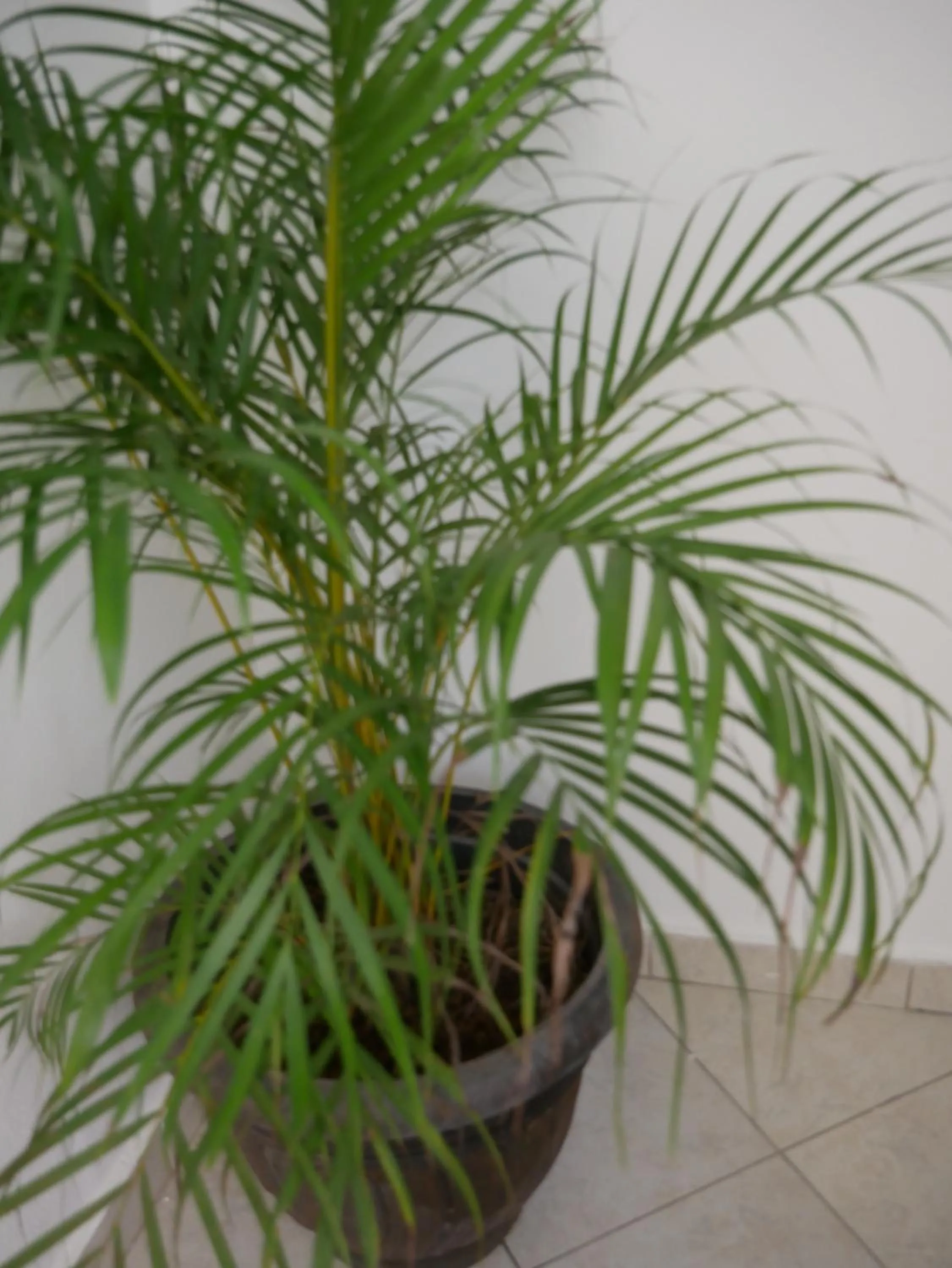 Property building in Costarena Beach Hotel