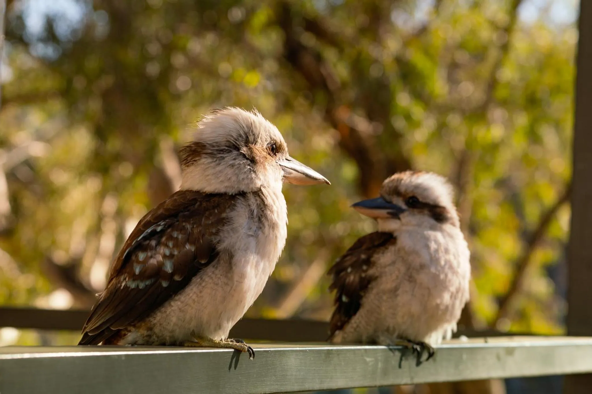 McLean Beach Holiday Park
