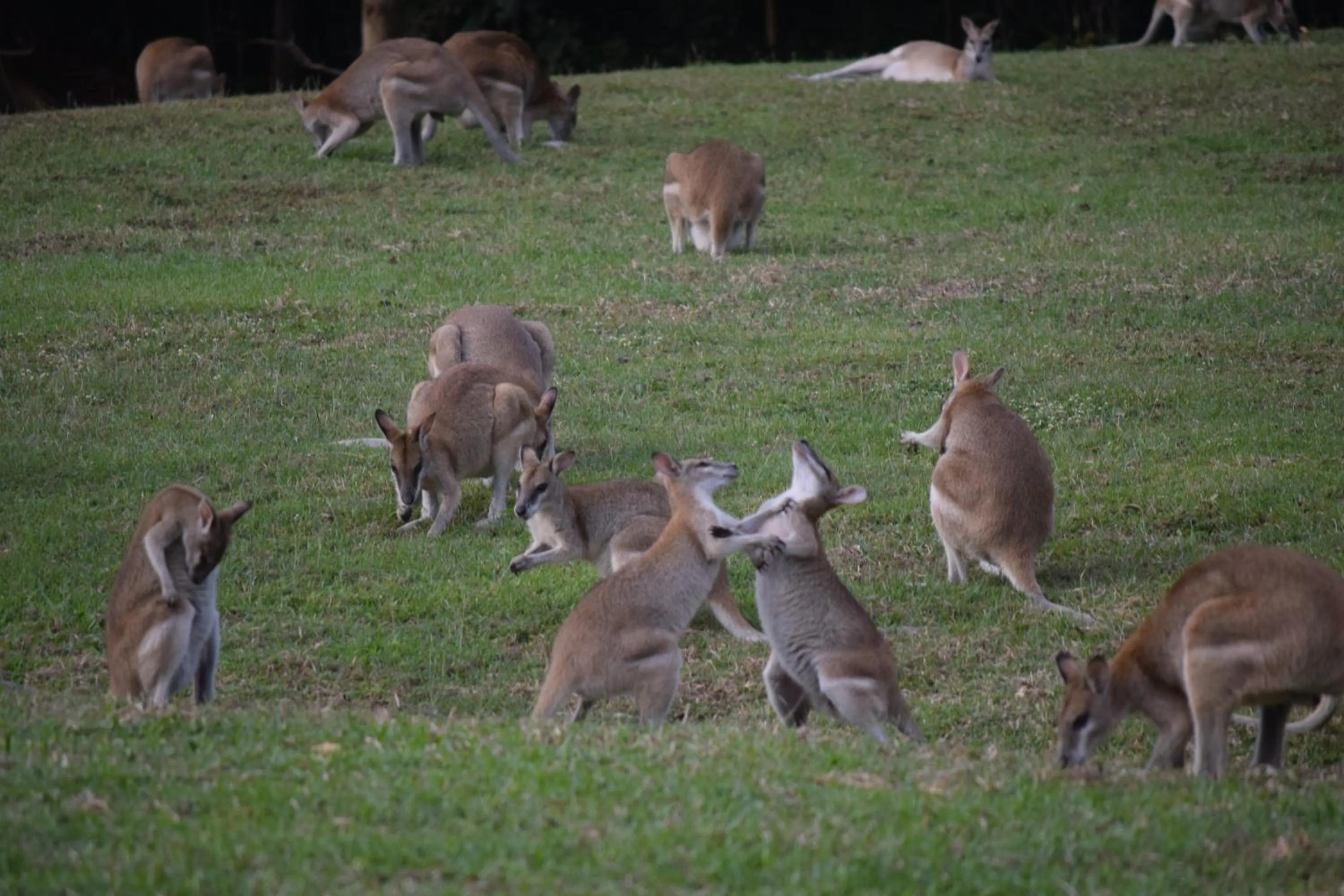 Animals in South Pacific Bed & Breakfast