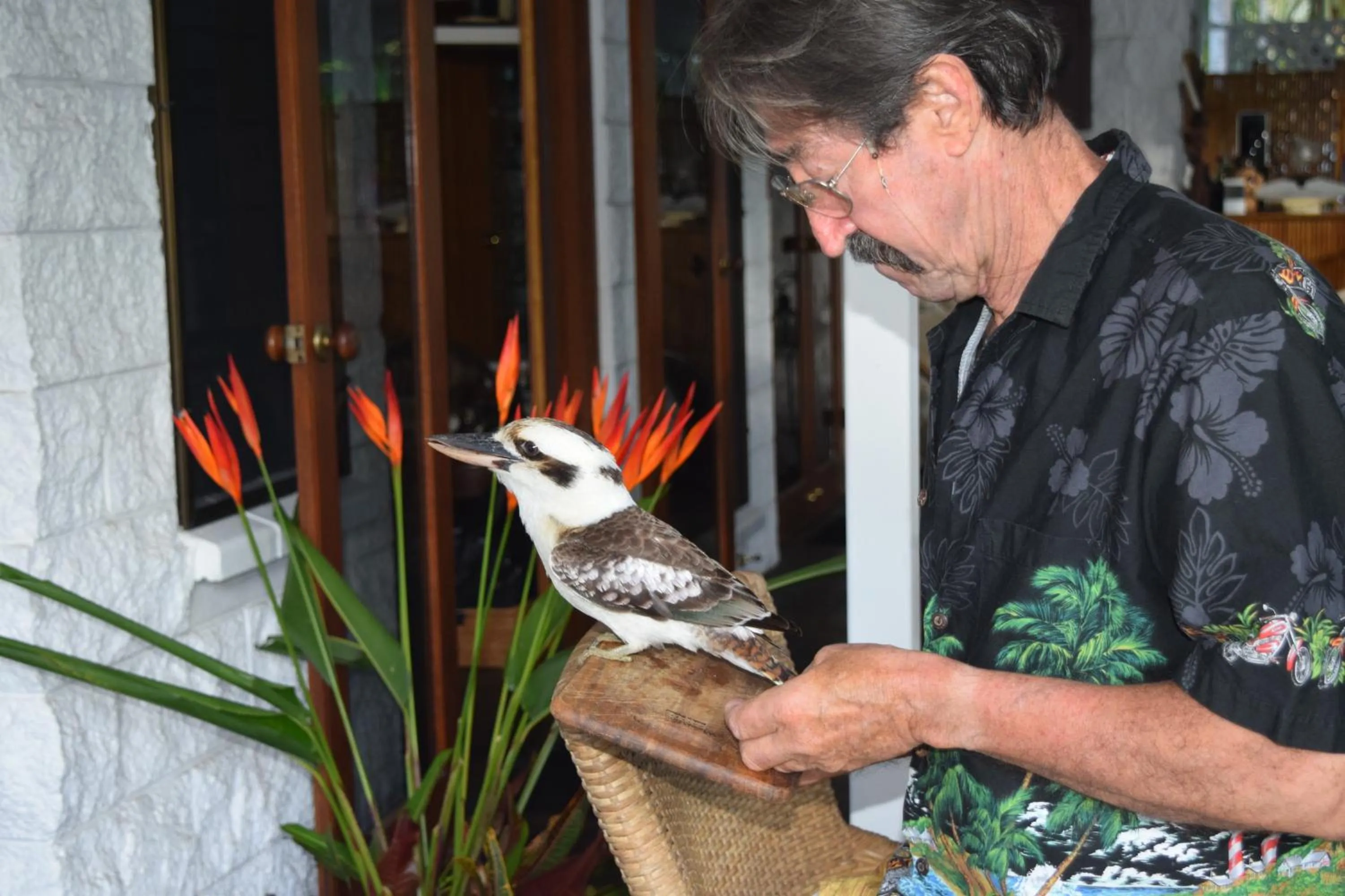 Animals in South Pacific Bed & Breakfast