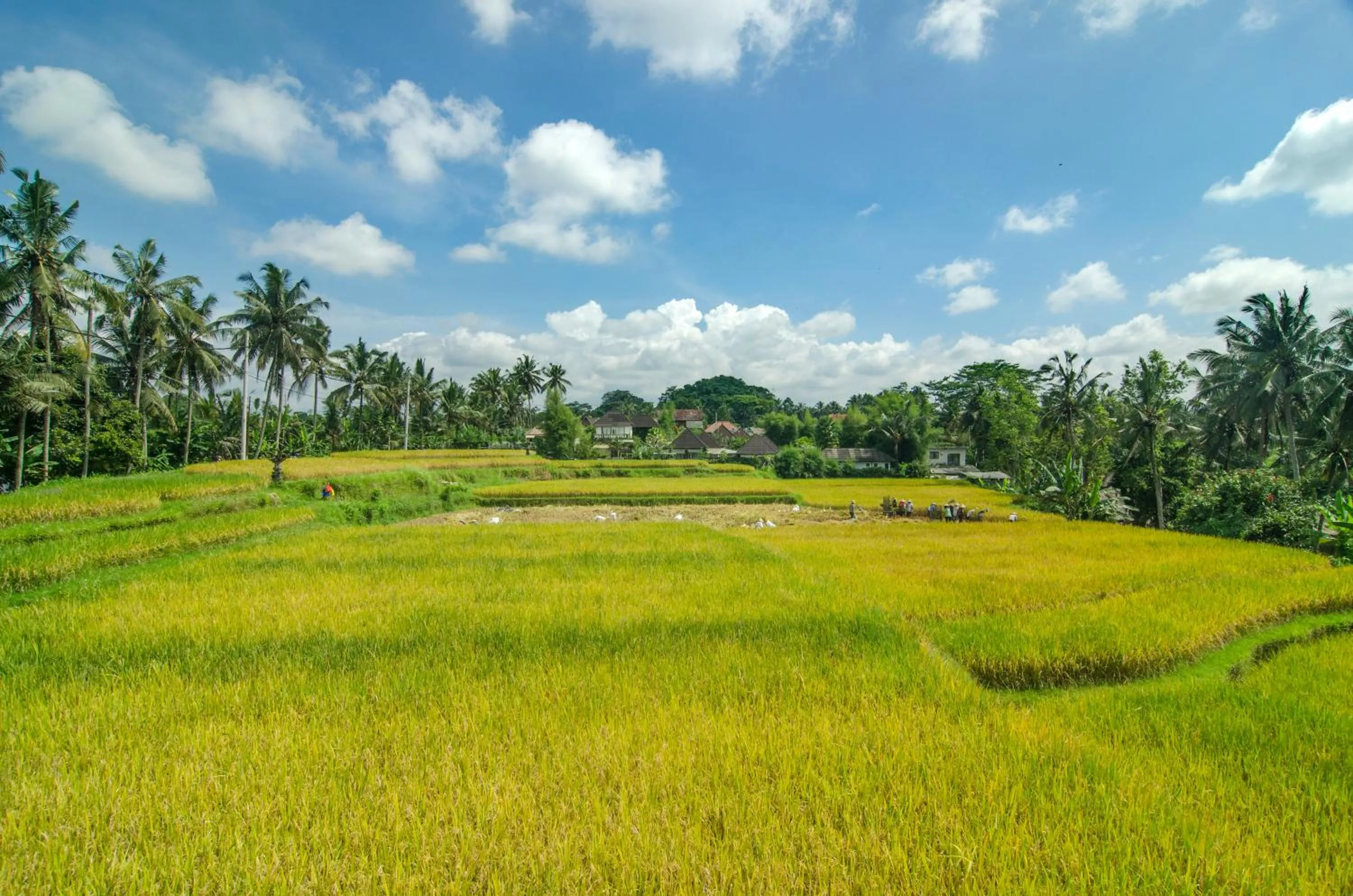 Garden in Danakha Villa Ubud