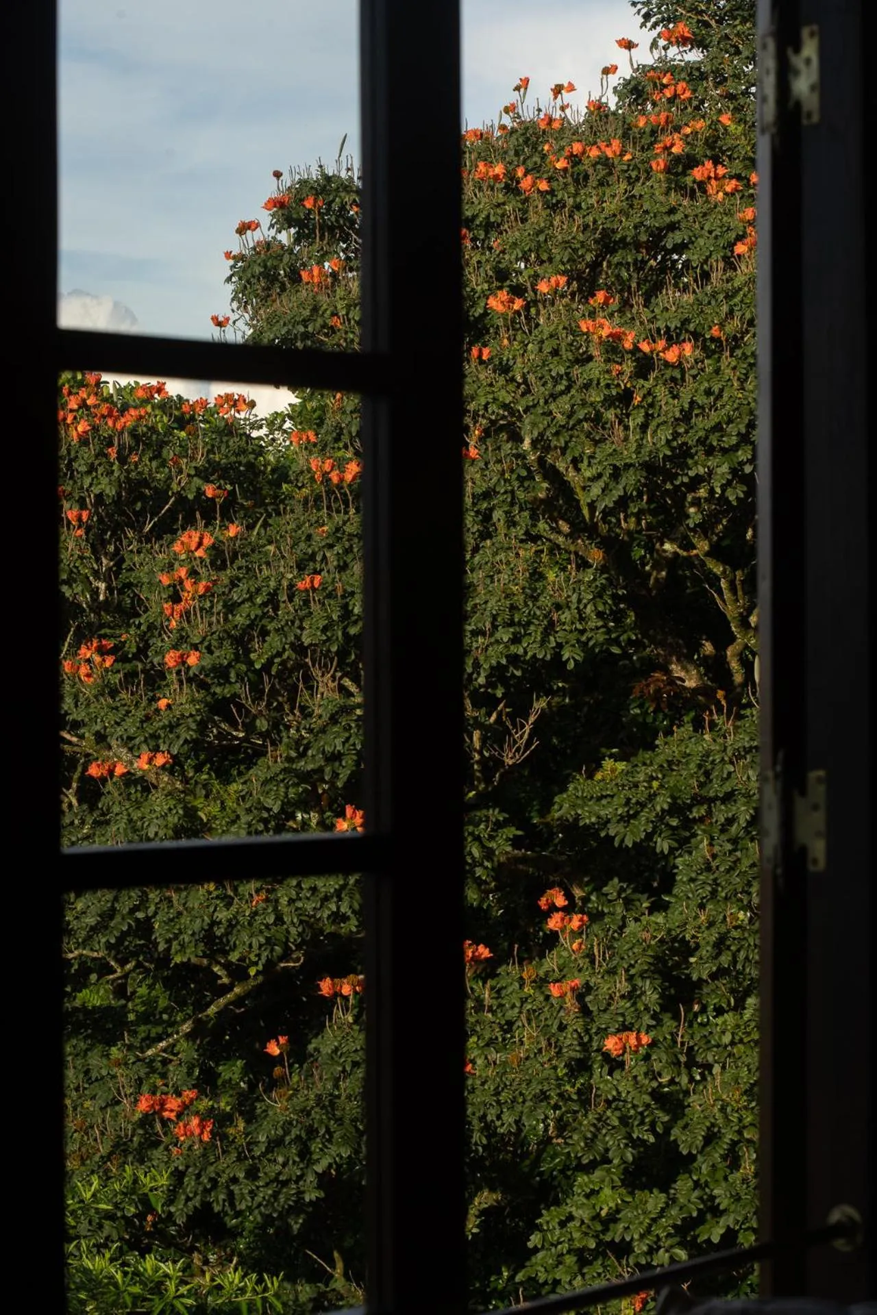 Garden in Kandy Dendrobium House