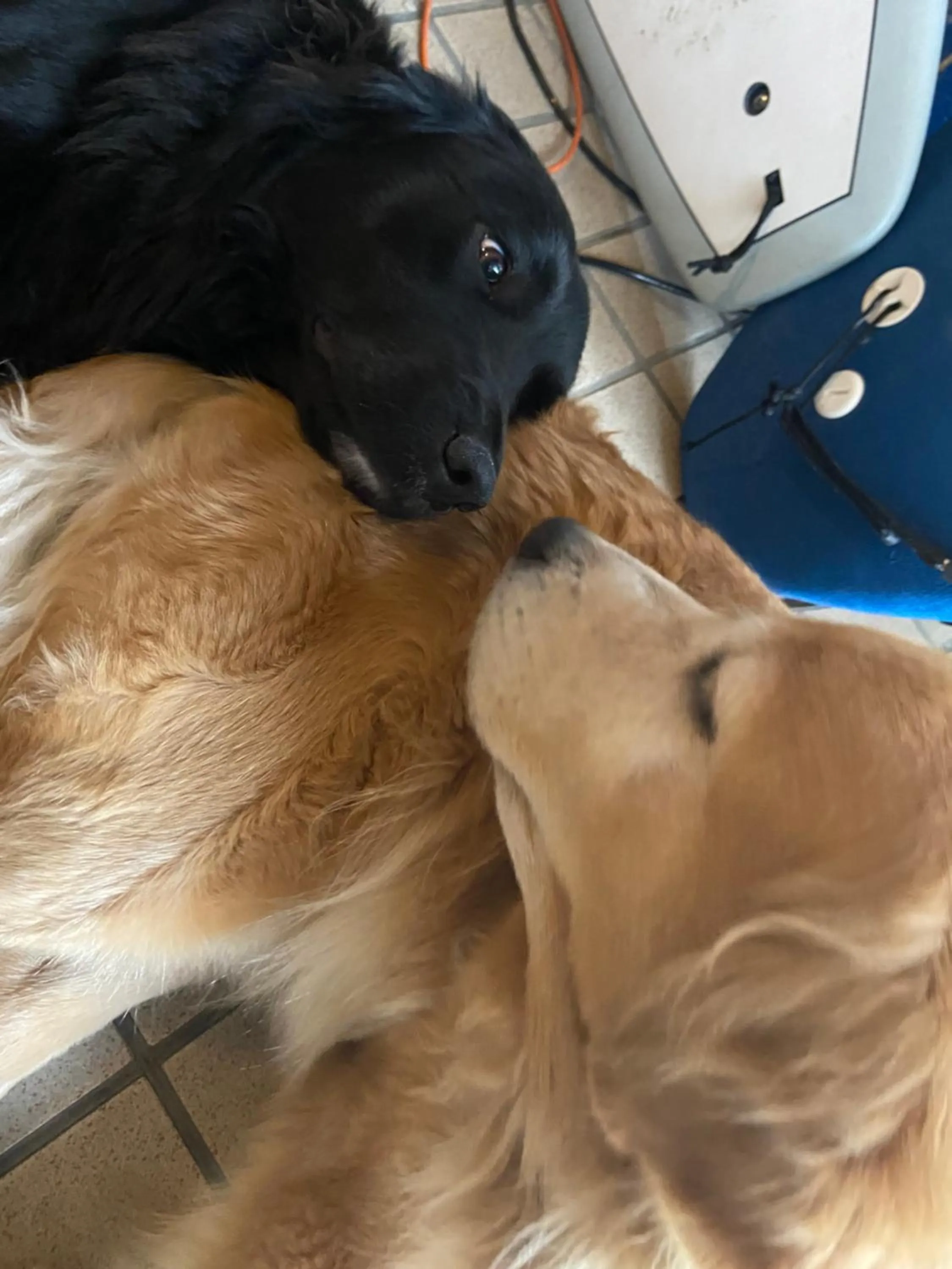 Animals in Drive in Ichinomiya motel