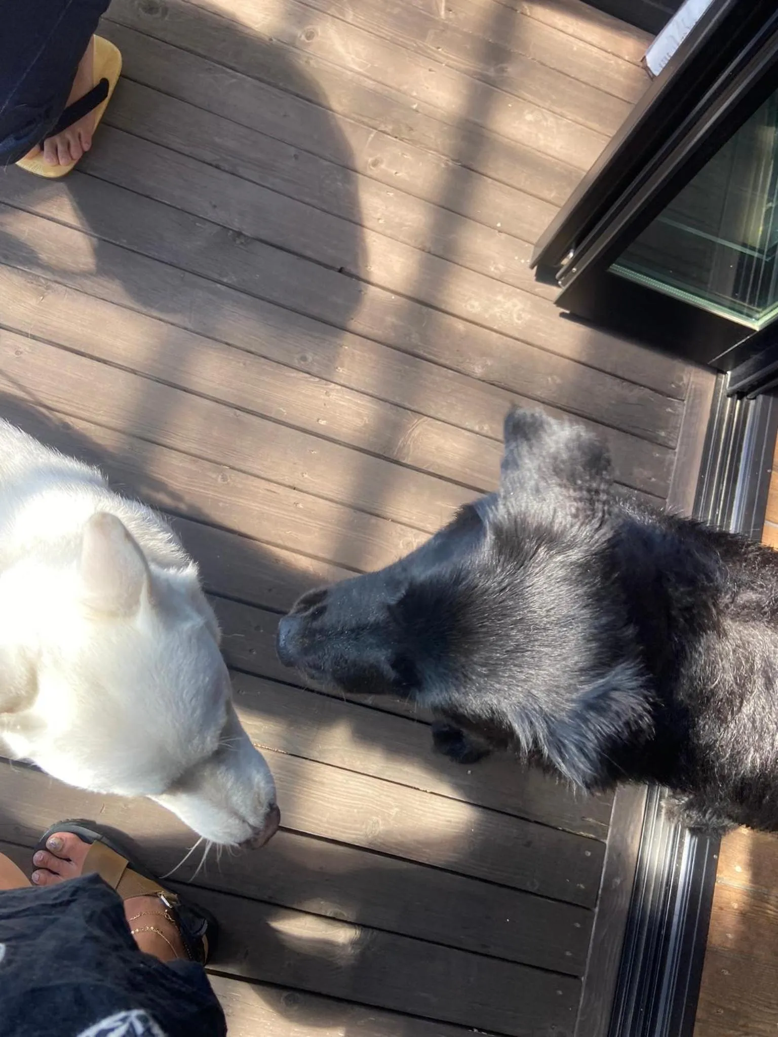 Pets in Drive in Ichinomiya motel