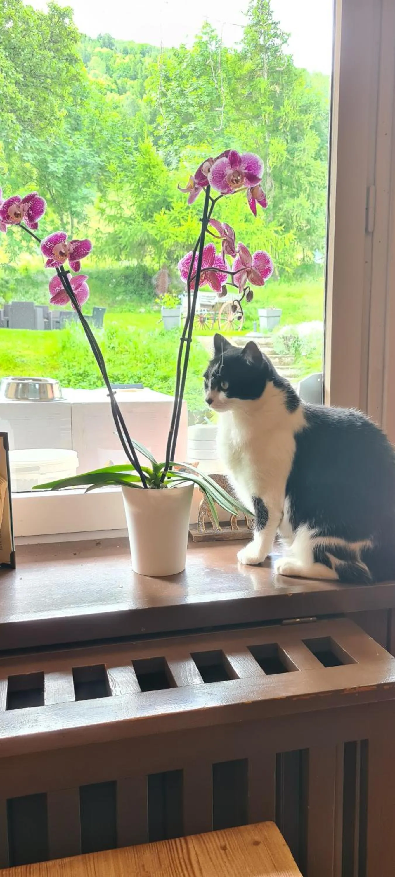 Pets in Hôtel et Appart'Hôtel Restaurant L'Adray