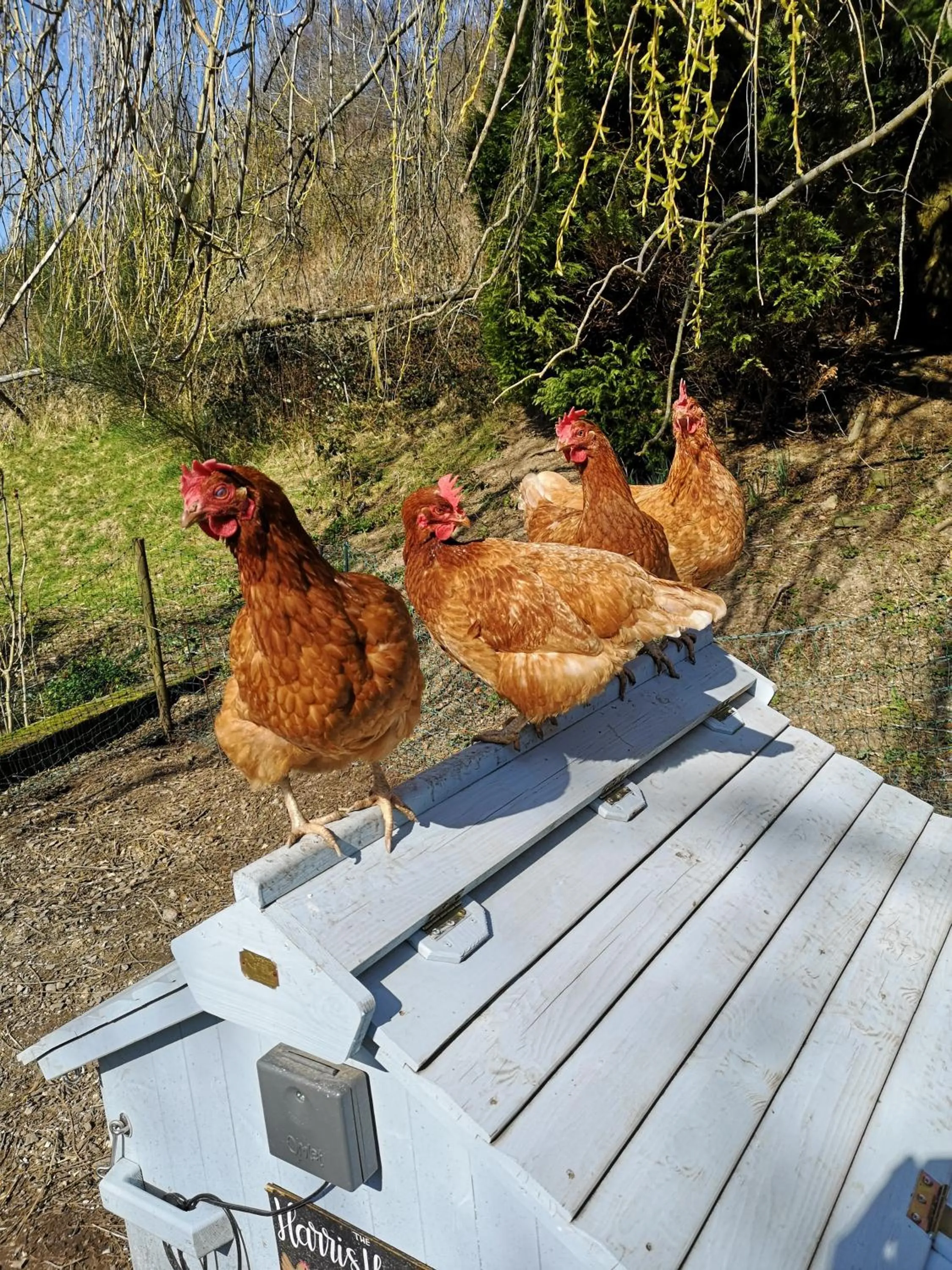 Pets in The Old Smithy Bed & Breakfast