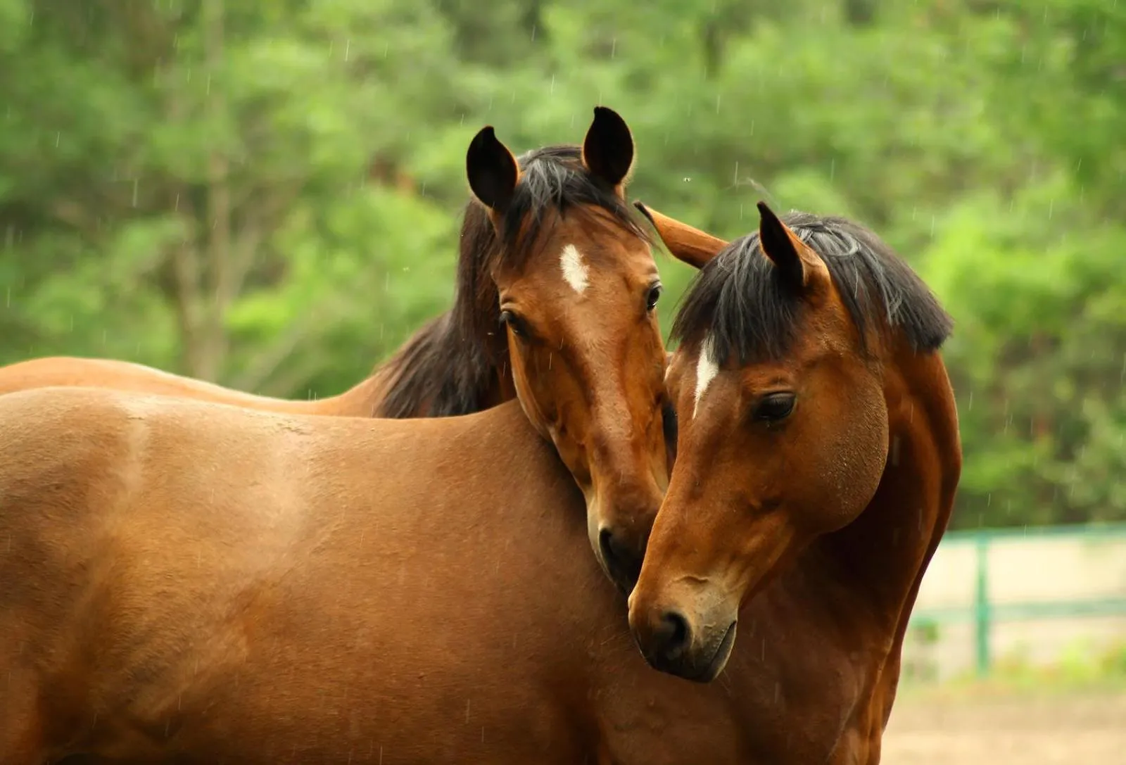 Horse-riding in Malutkie Resort