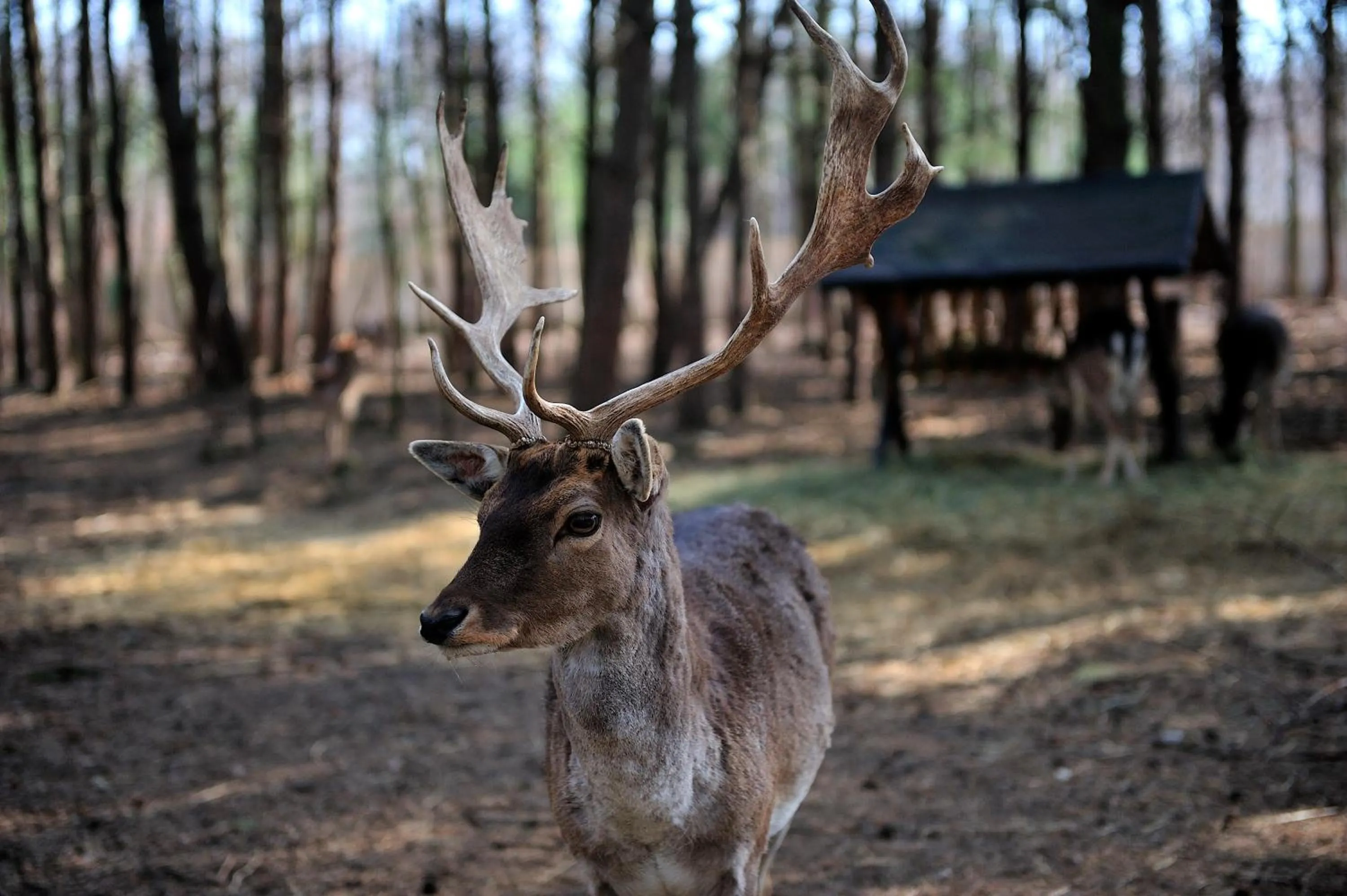 Animals in Malutkie Resort