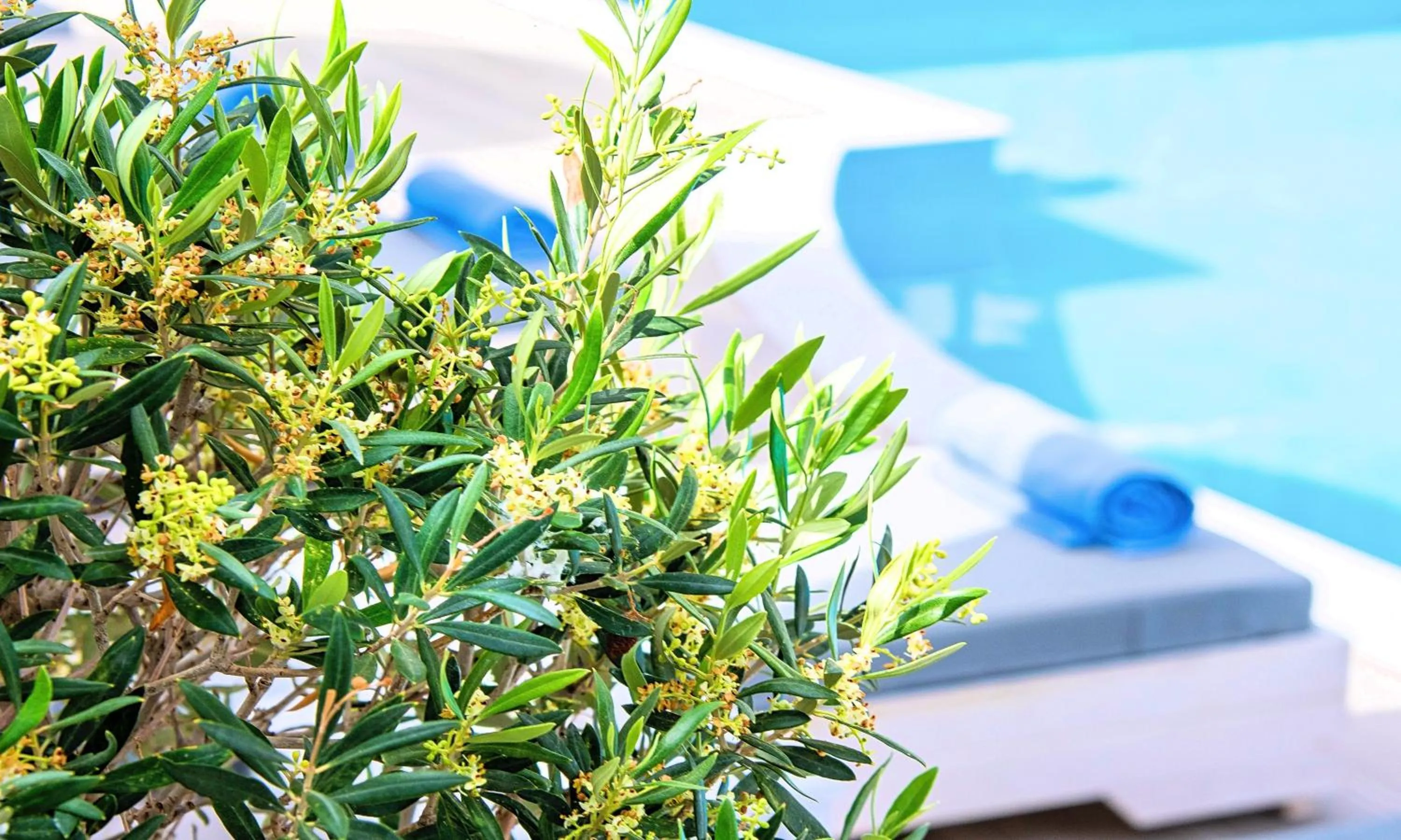 Swimming pool in Elounda Garden Suites Heated Pool