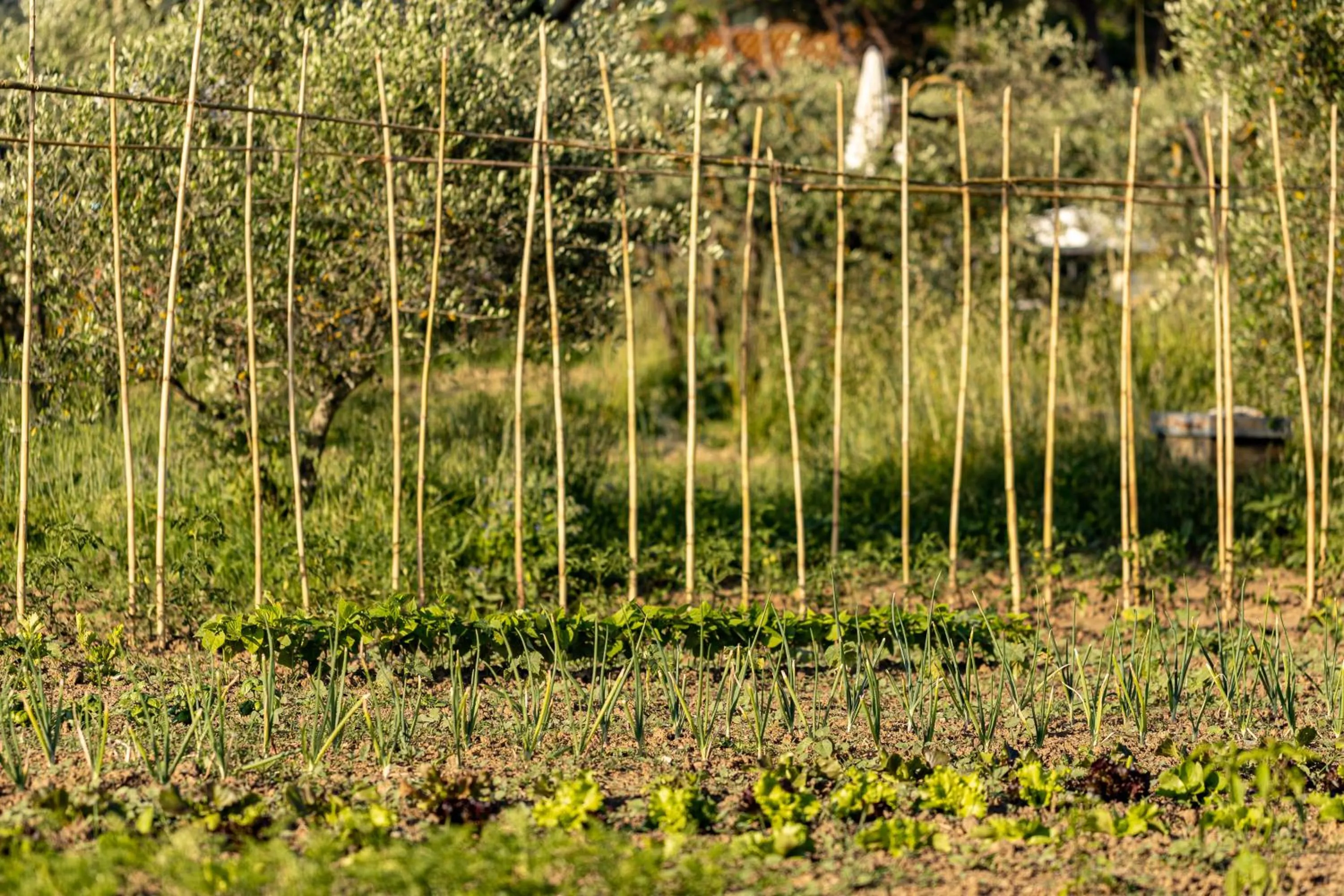 Garden in Agriturismo La Pievuccia