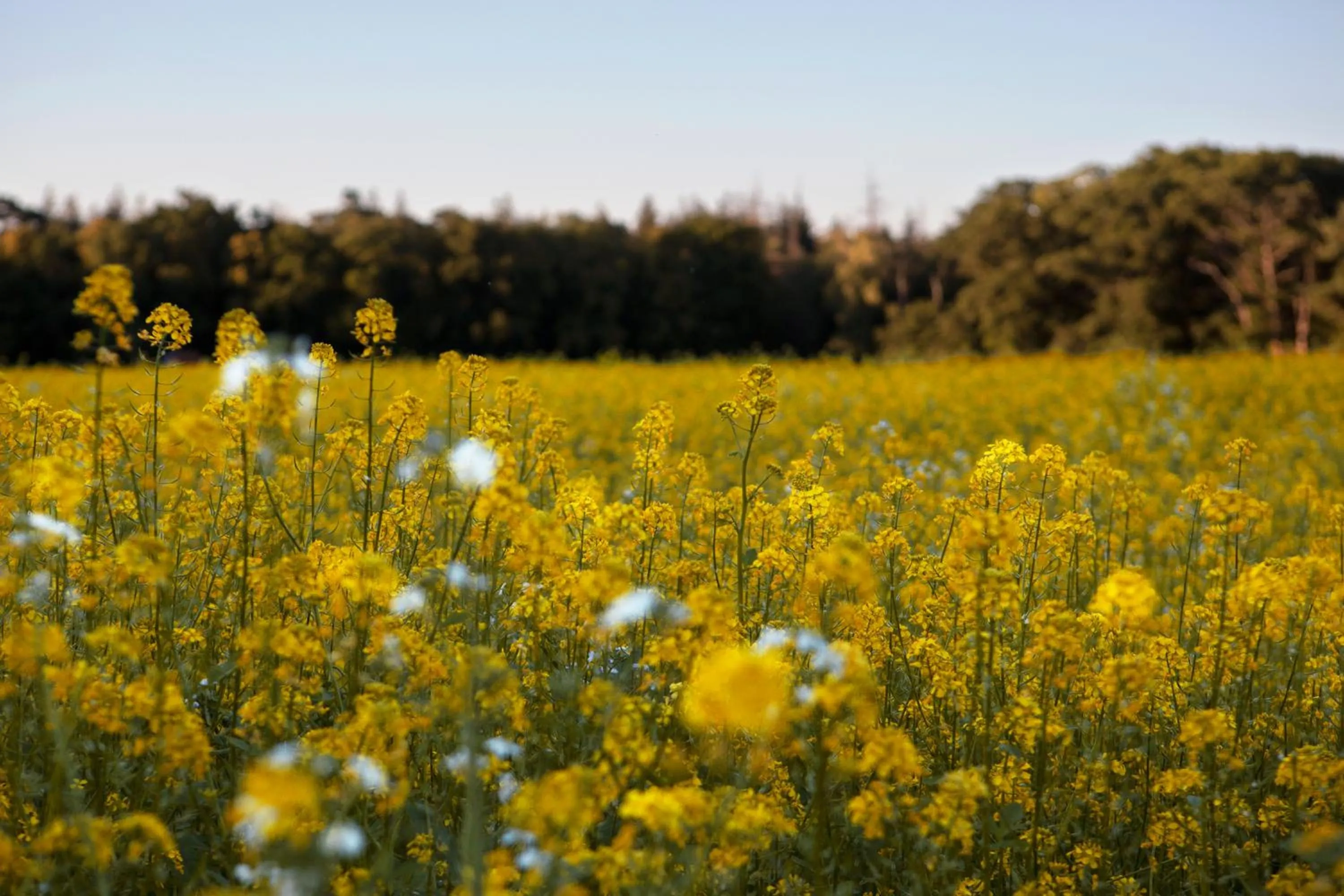 Natural landscape in Buitenplaats Petersburg