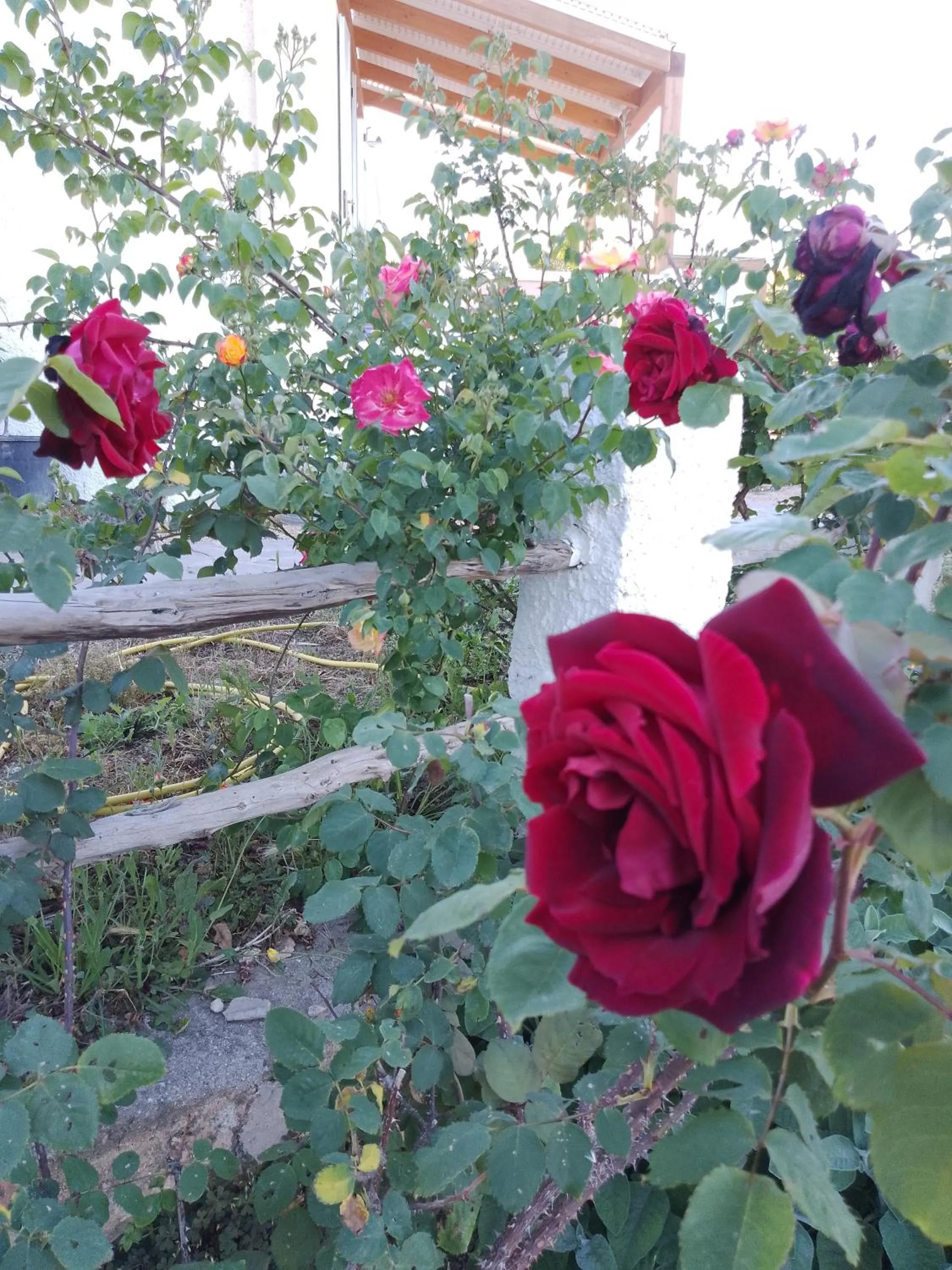 Garden in Lispusada Agriturismo Adults Only