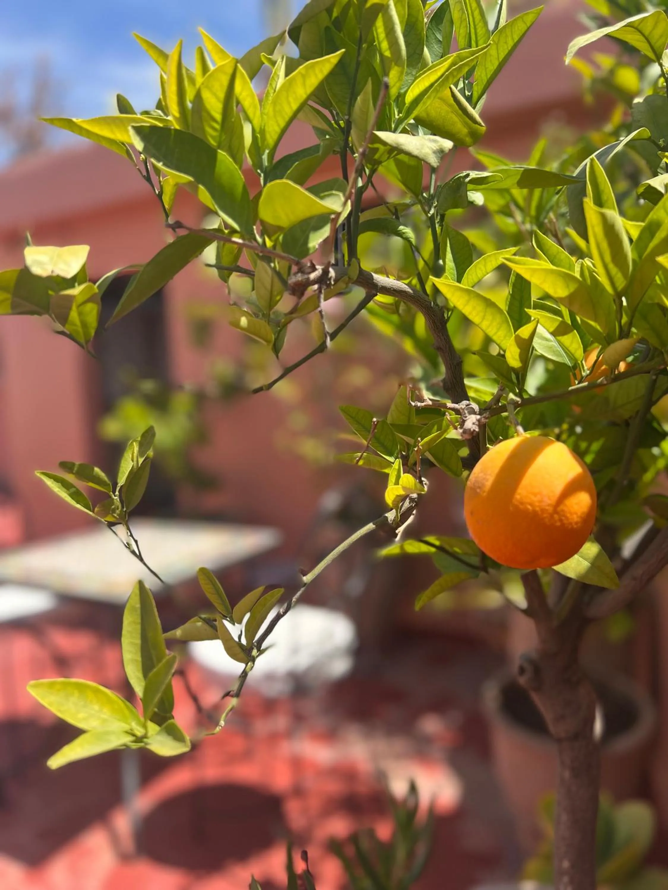 Garden in Riad Malfa