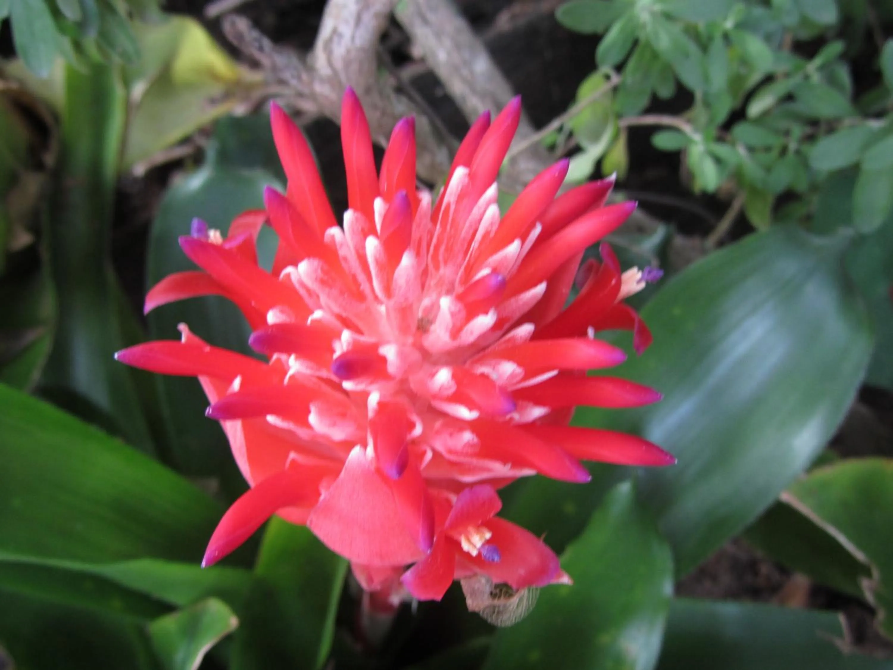 Garden in Flower Paradise Bungalows & Swiss Restaurant Roestiland