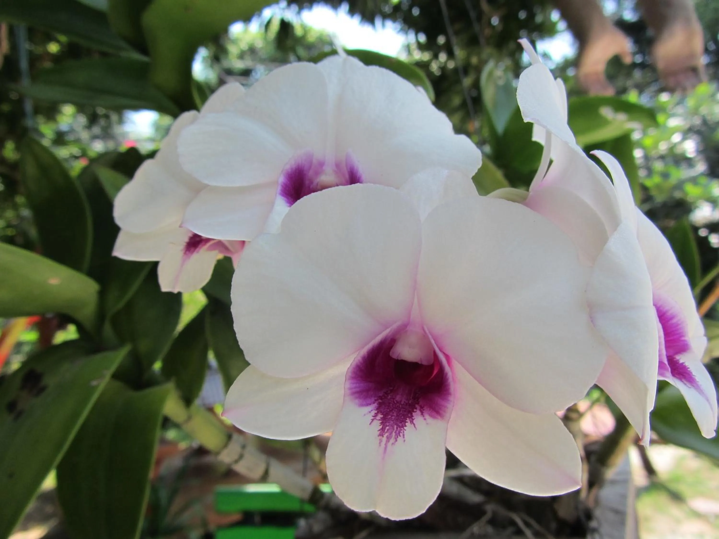 Garden in Flower Paradise Bungalows & Swiss Restaurant Roestiland