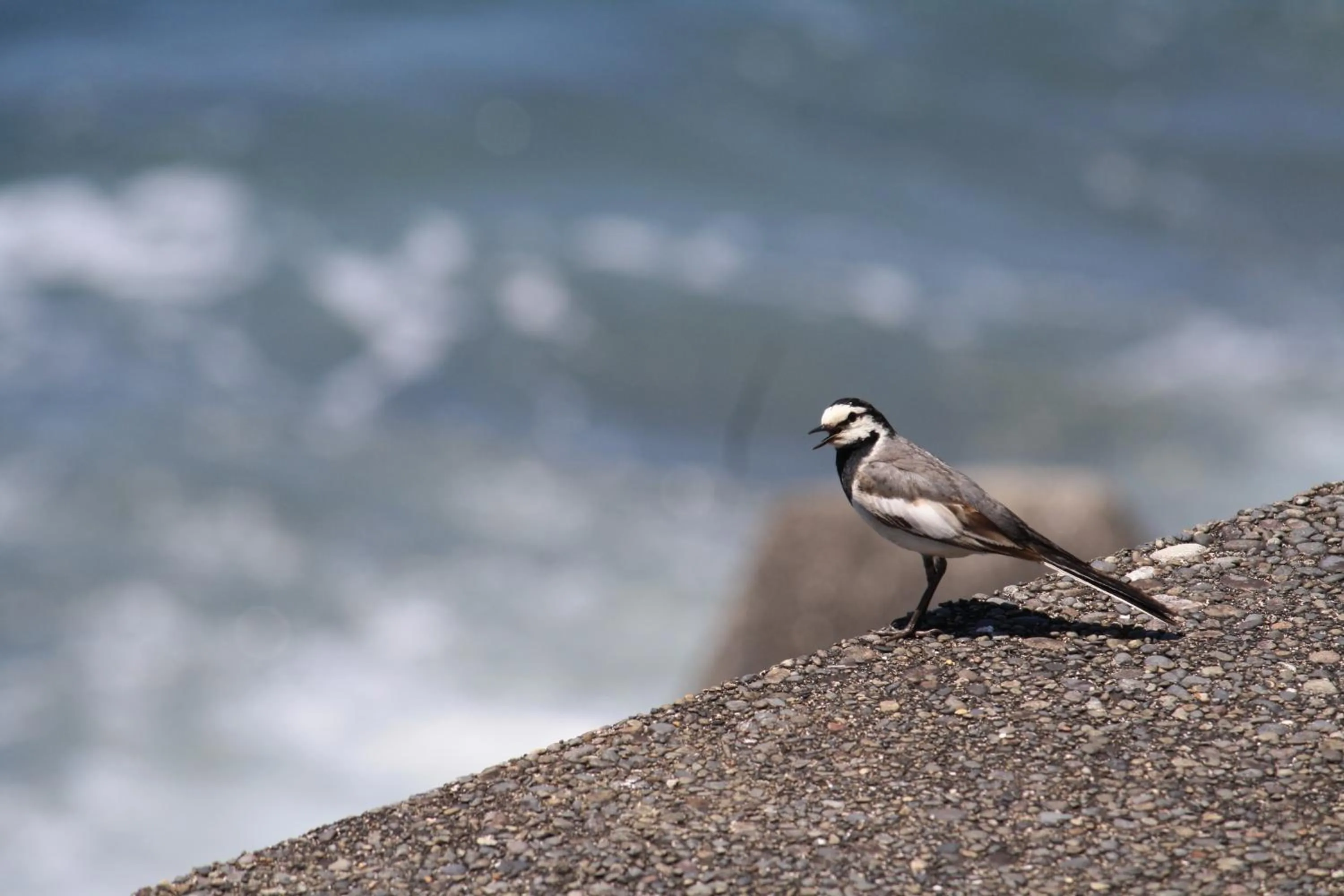 Sea view in Tabinoyado Ushionoakari Geiboso
