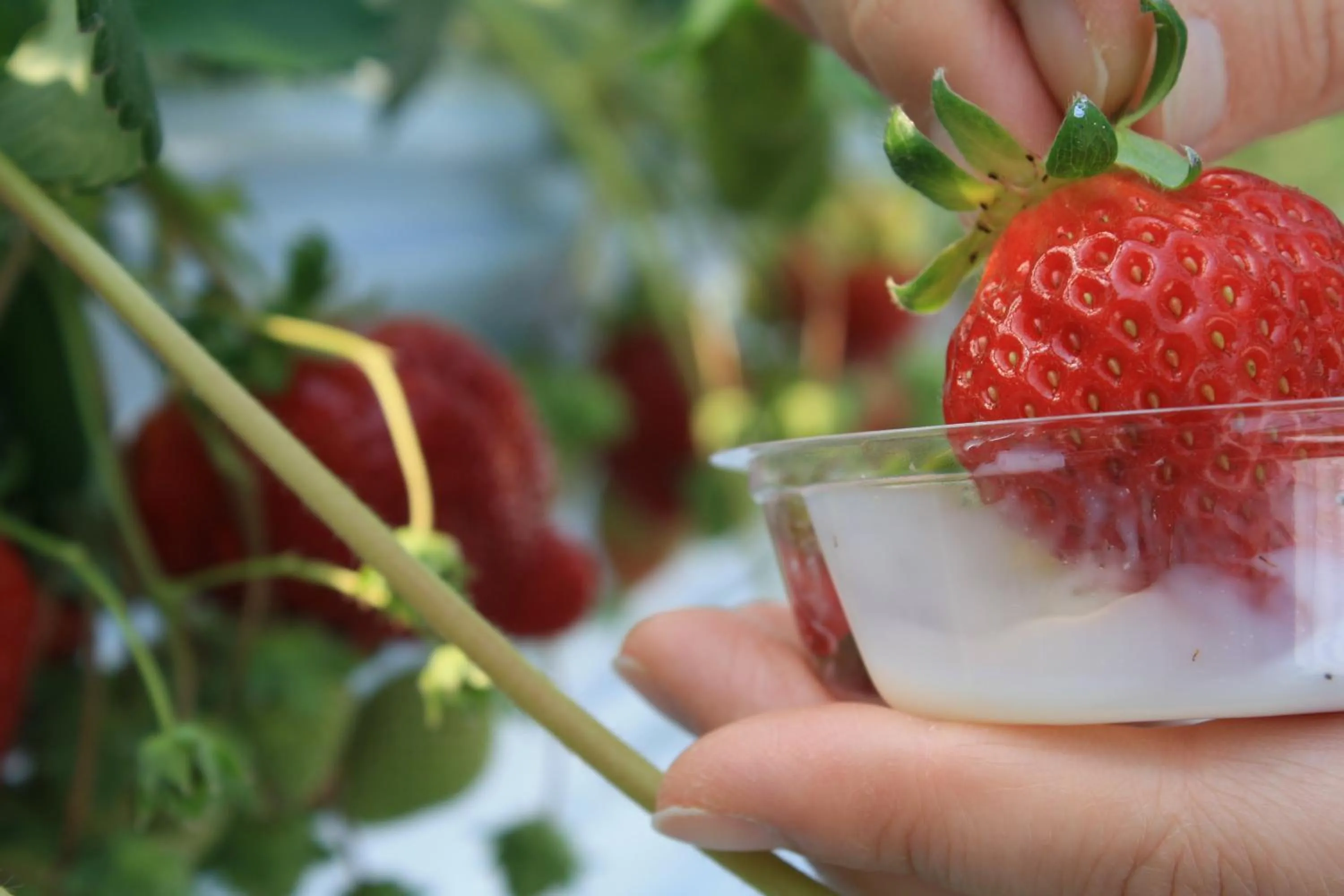 Activities in Tabinoyado Ushionoakari Geiboso