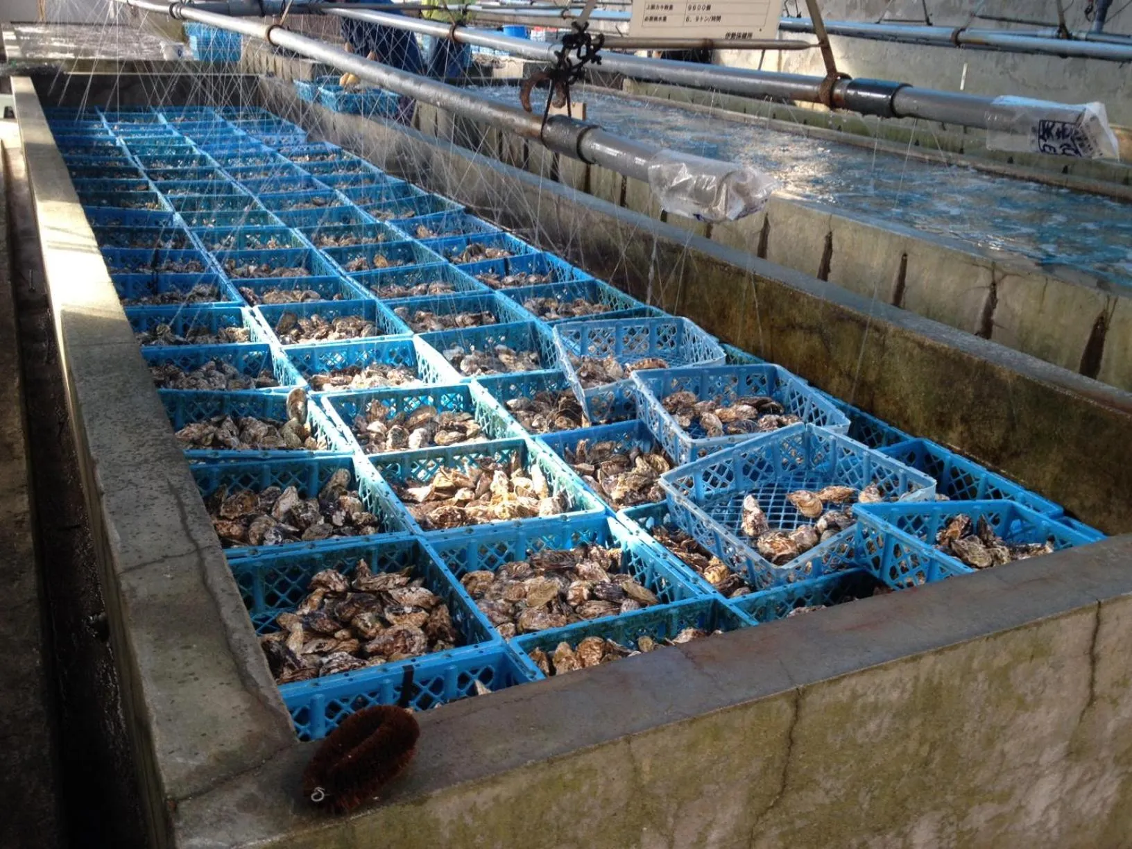 Tabinoyado Ushionoakari Geiboso