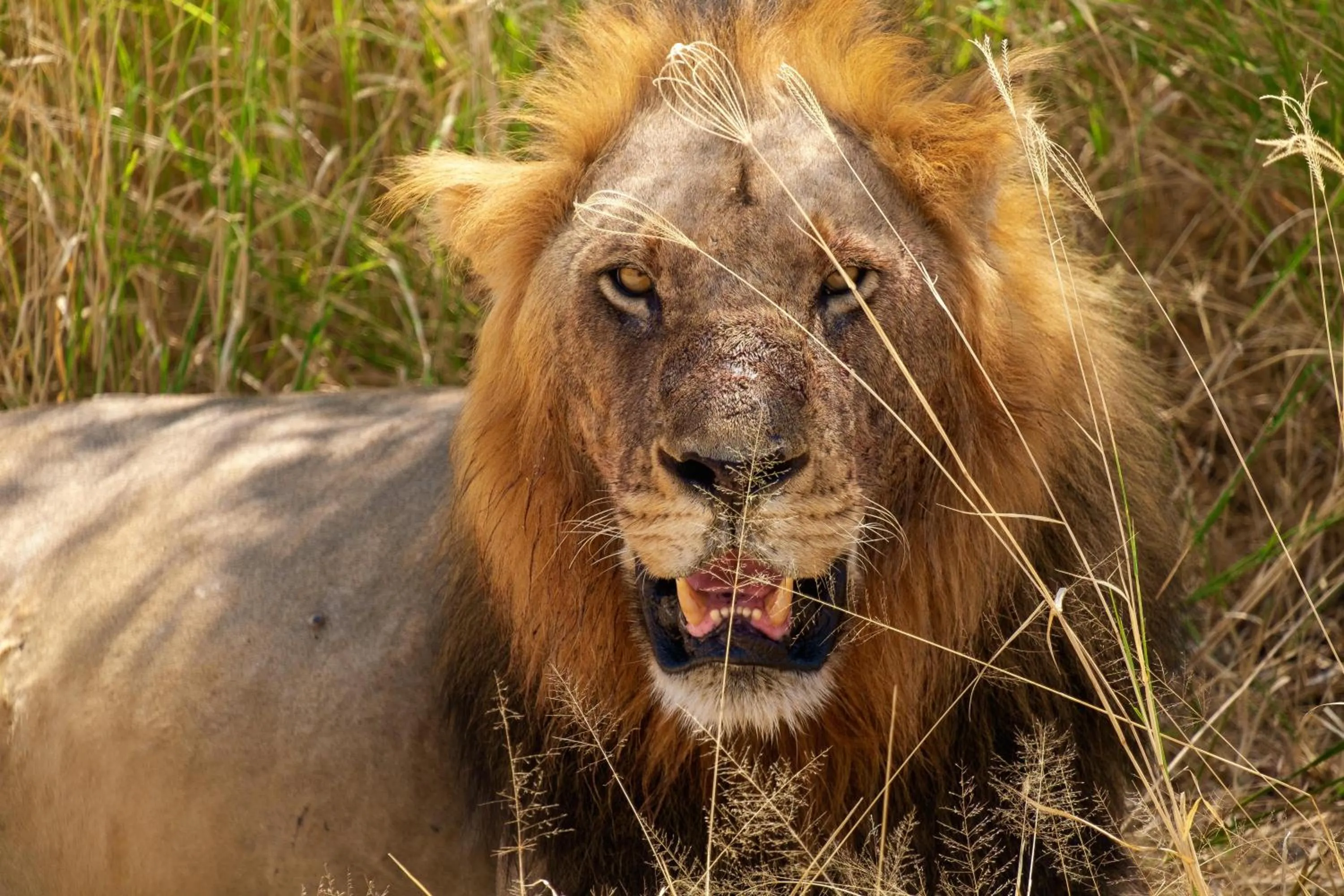 Pets in Eden Paradise