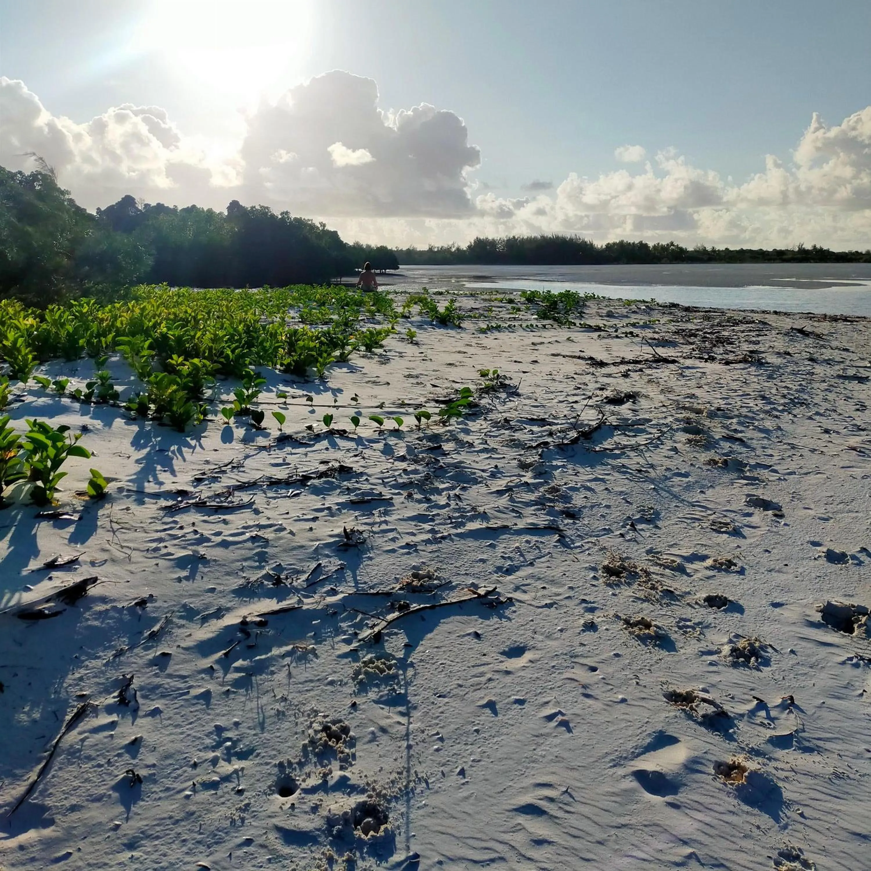 Beach in Eden Paradise