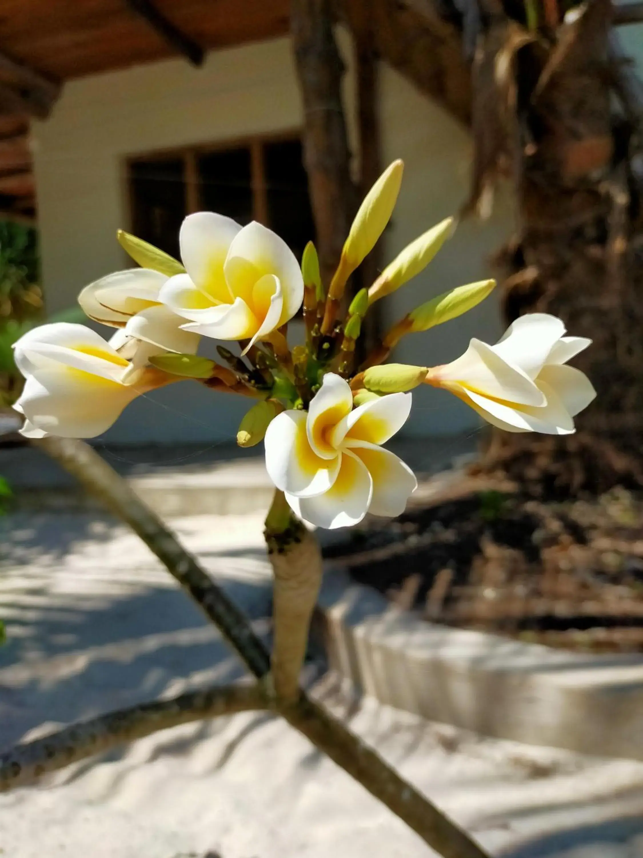 Restaurant/places to eat in Eden Paradise Restaurant/places to eat in Eden Paradise