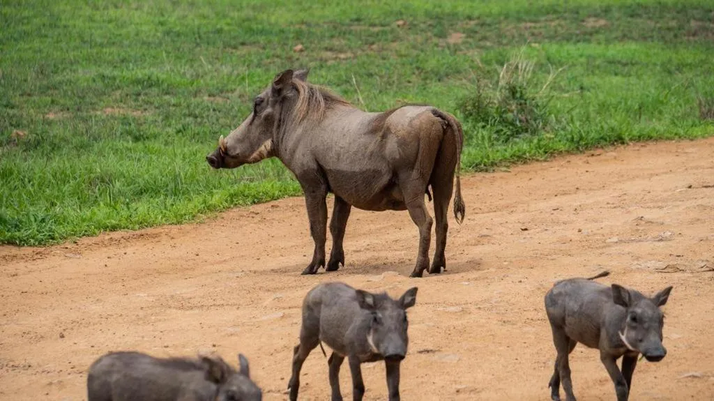 Pets in Eden Paradise