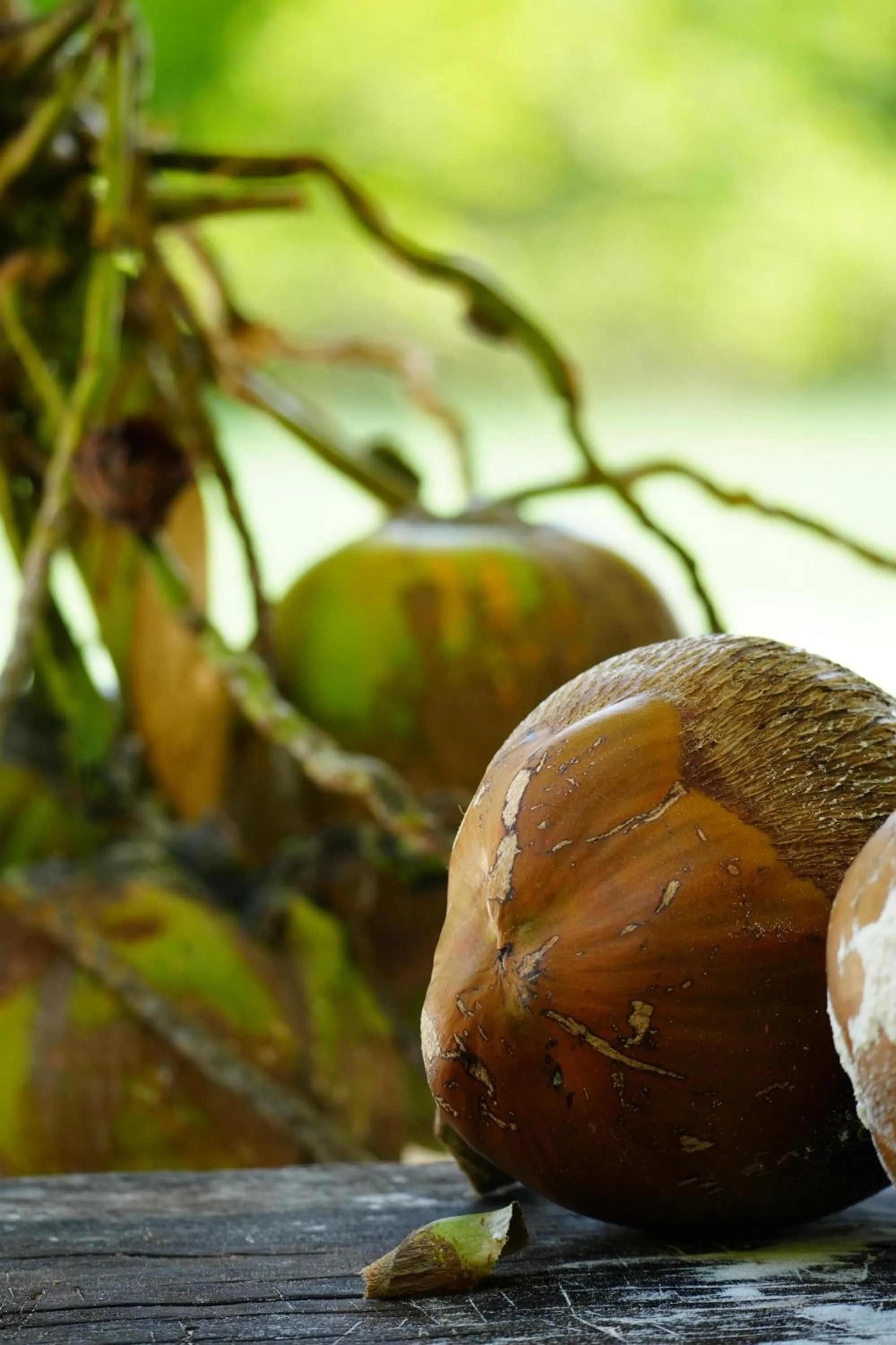 Pets in Eden Paradise