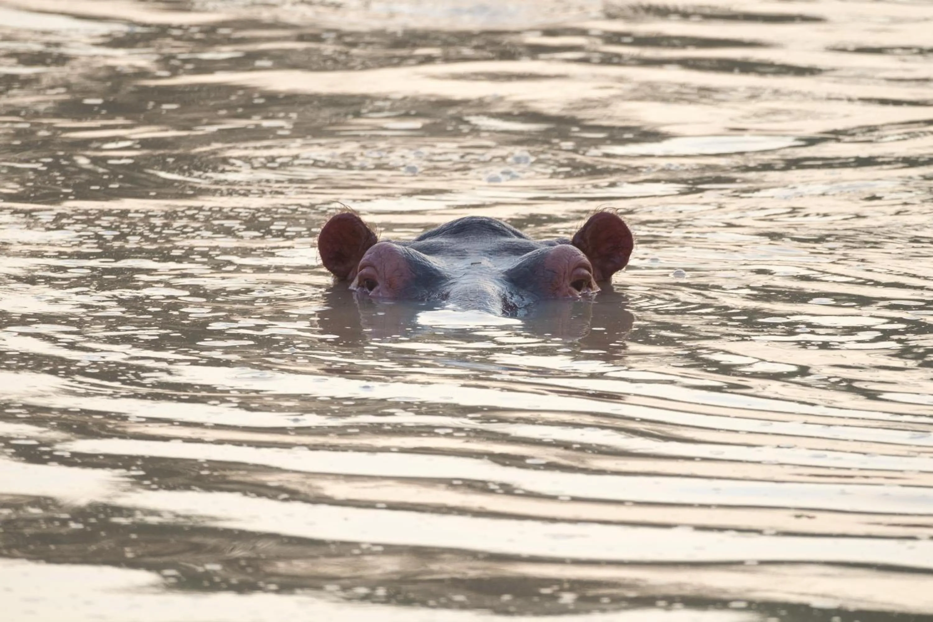 Pets in Eden Paradise