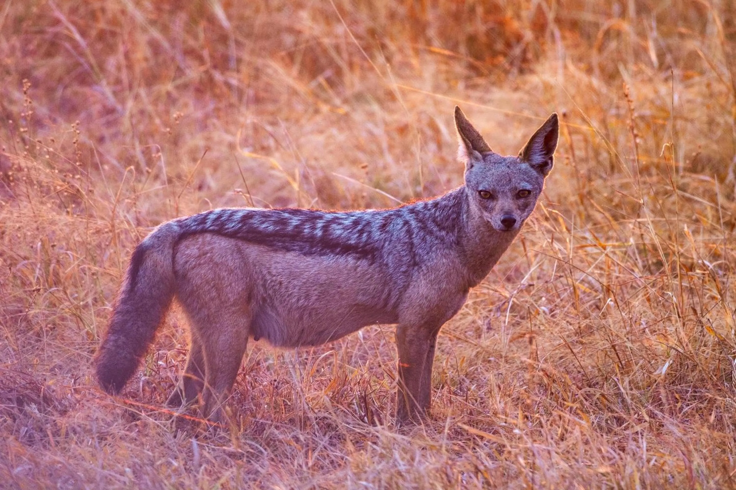 Pets in Eden Paradise