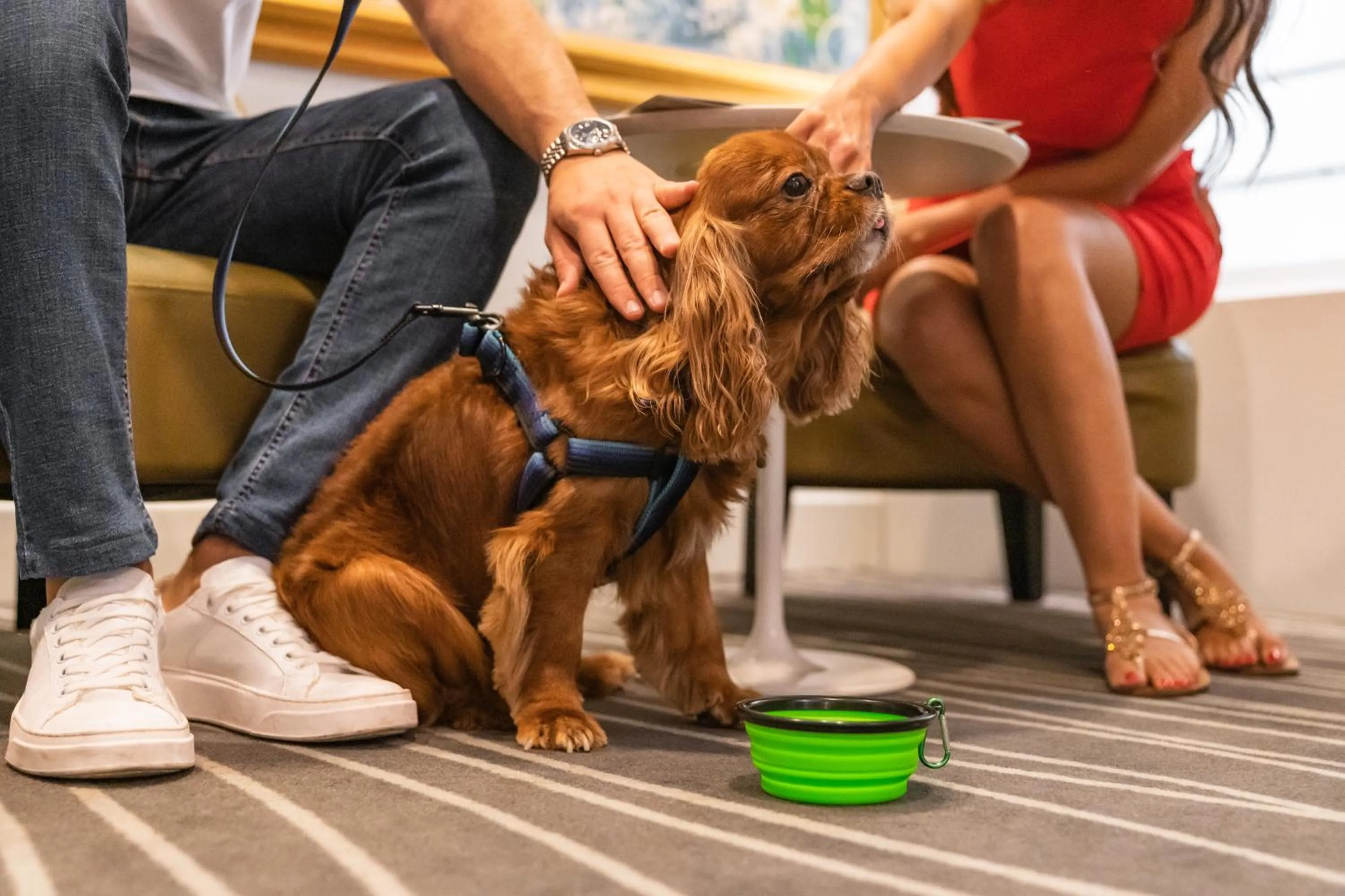 pet friendly in Mercure Napoli Centro Angioino