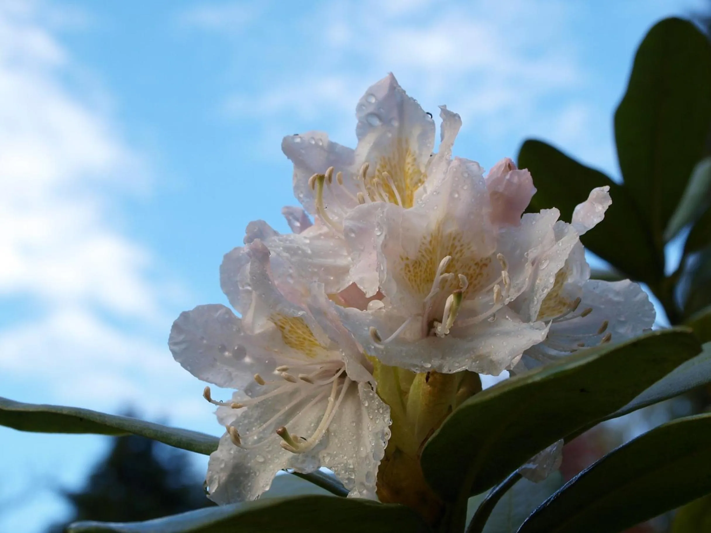 Garden in Waldhotel Lemberg