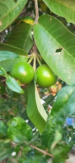 Garden in Padmalayabnb