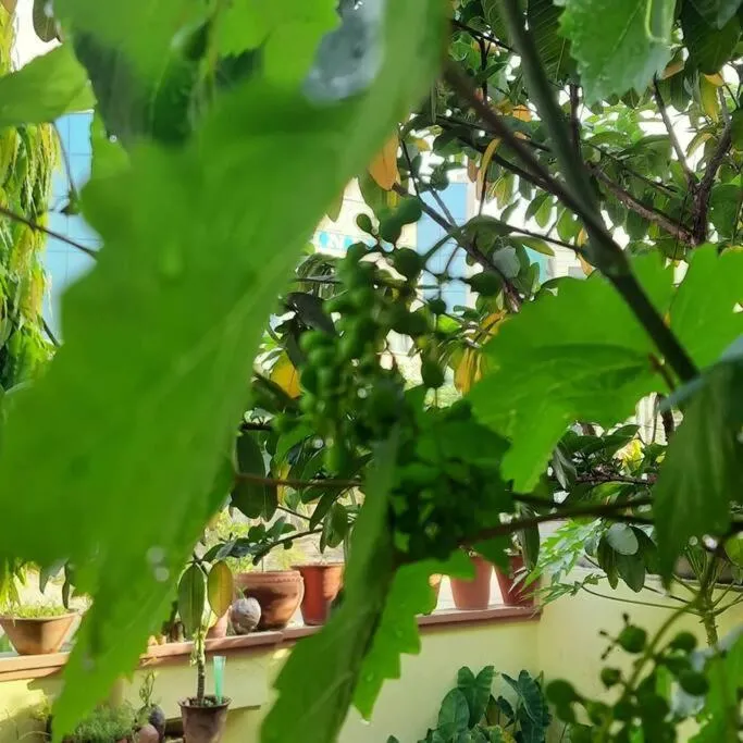 Garden in Padmalayabnb