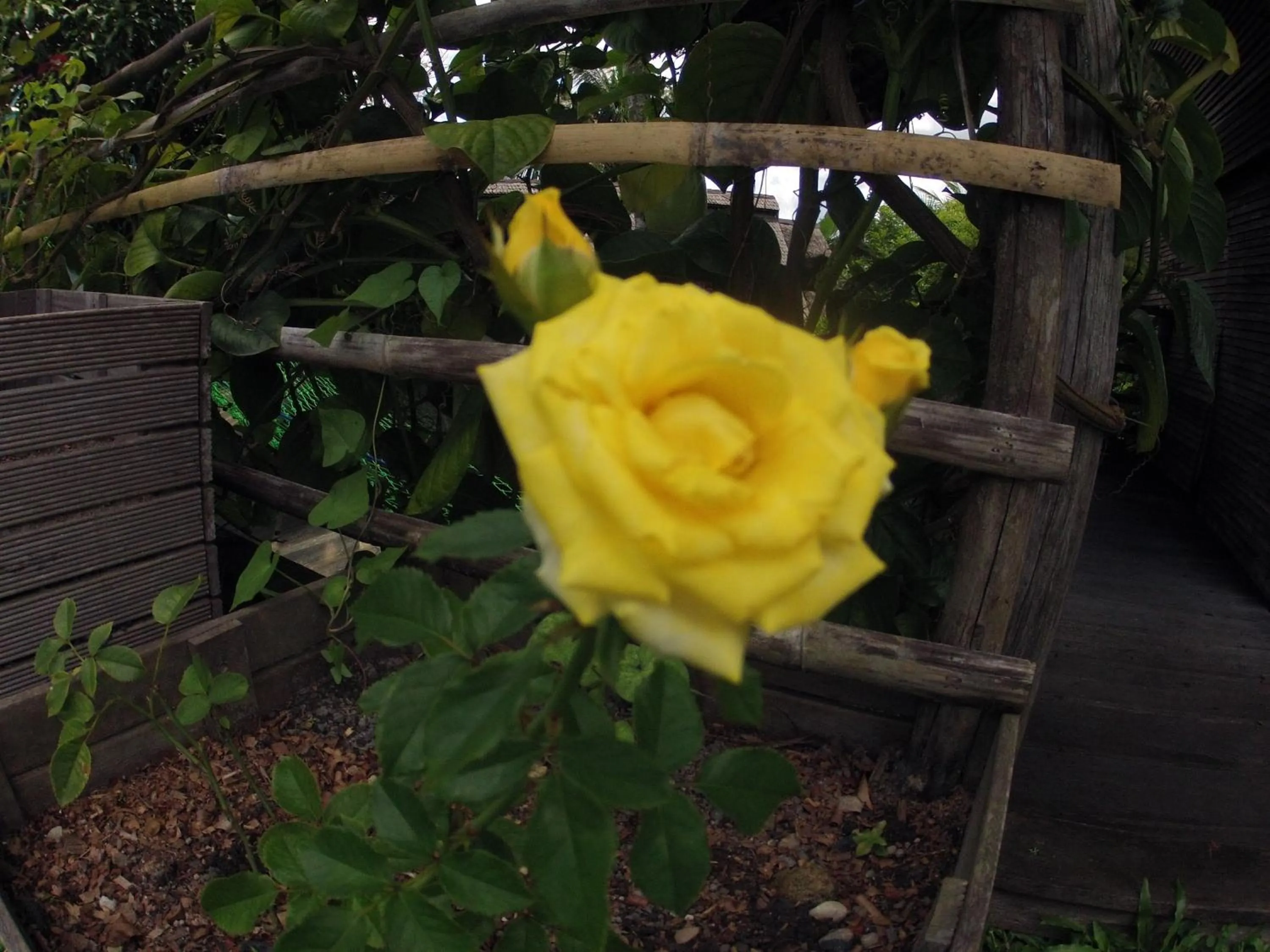 Natural landscape in Bukit Raya Guesthouse