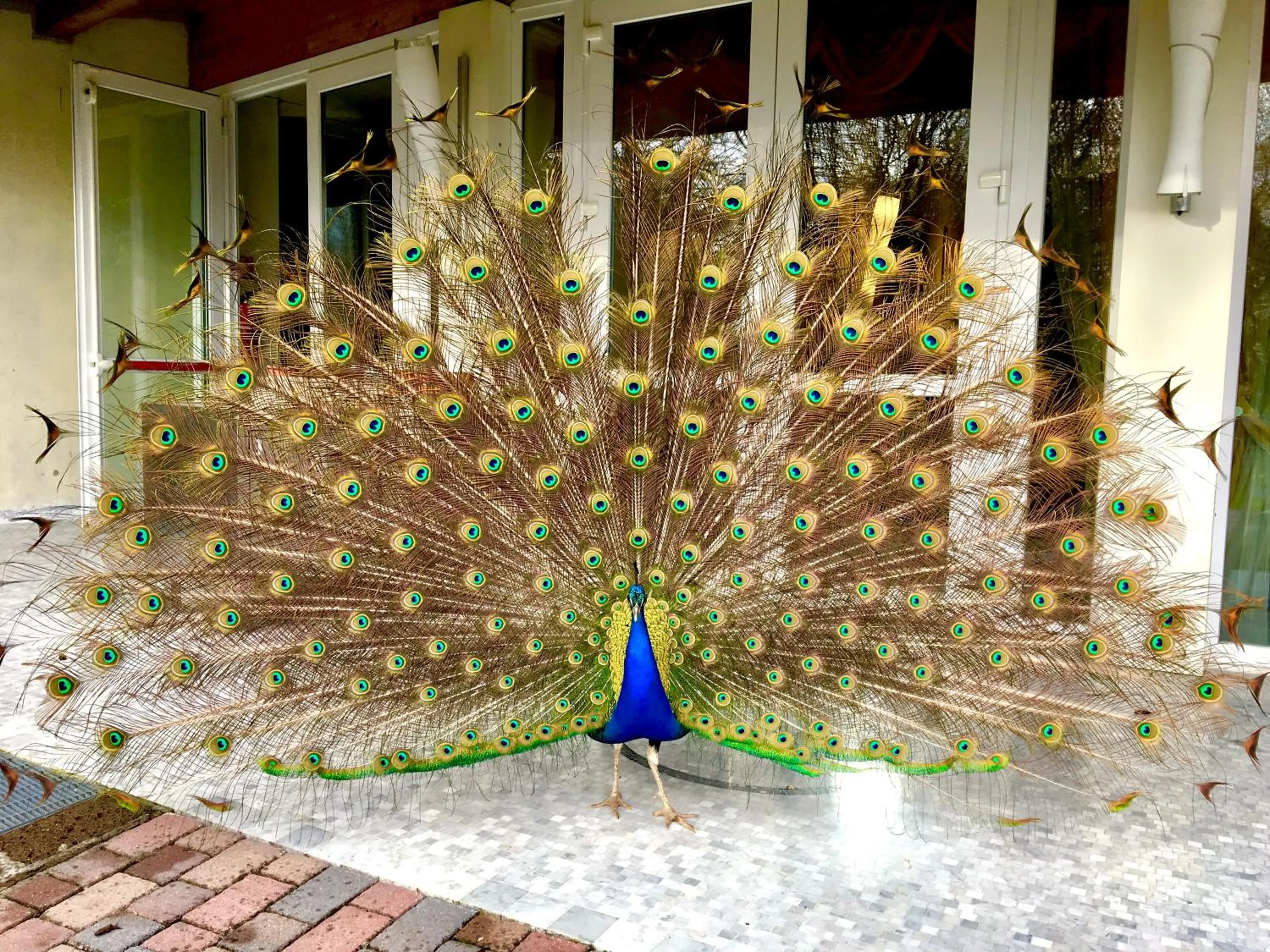 Animals in Park Hotel Junior