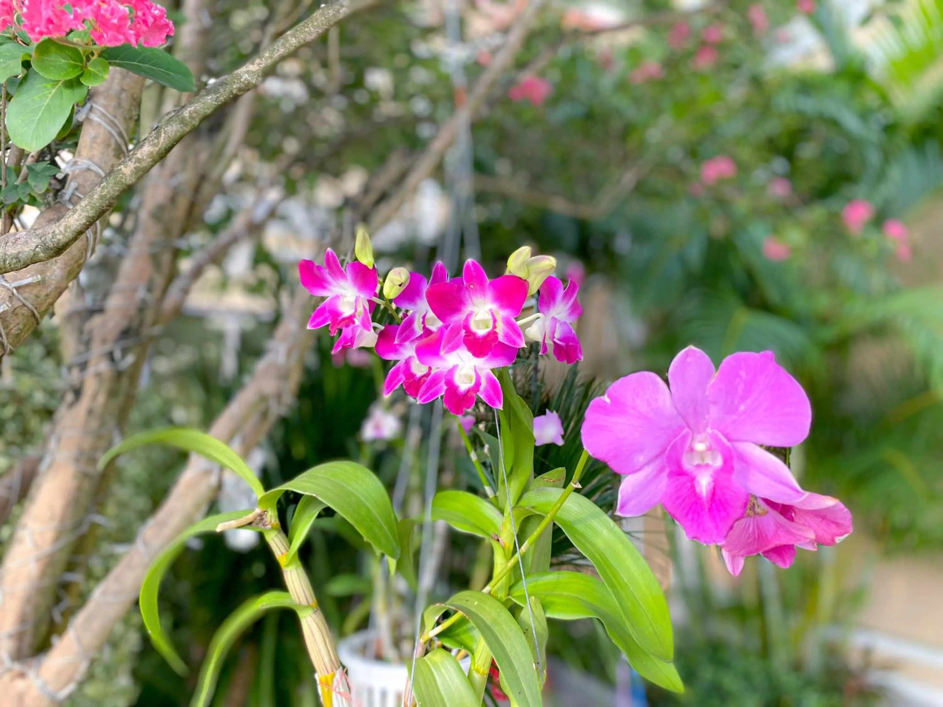 Garden in Continental Xin Hao Hotel and Resort 洲际新濠酒店