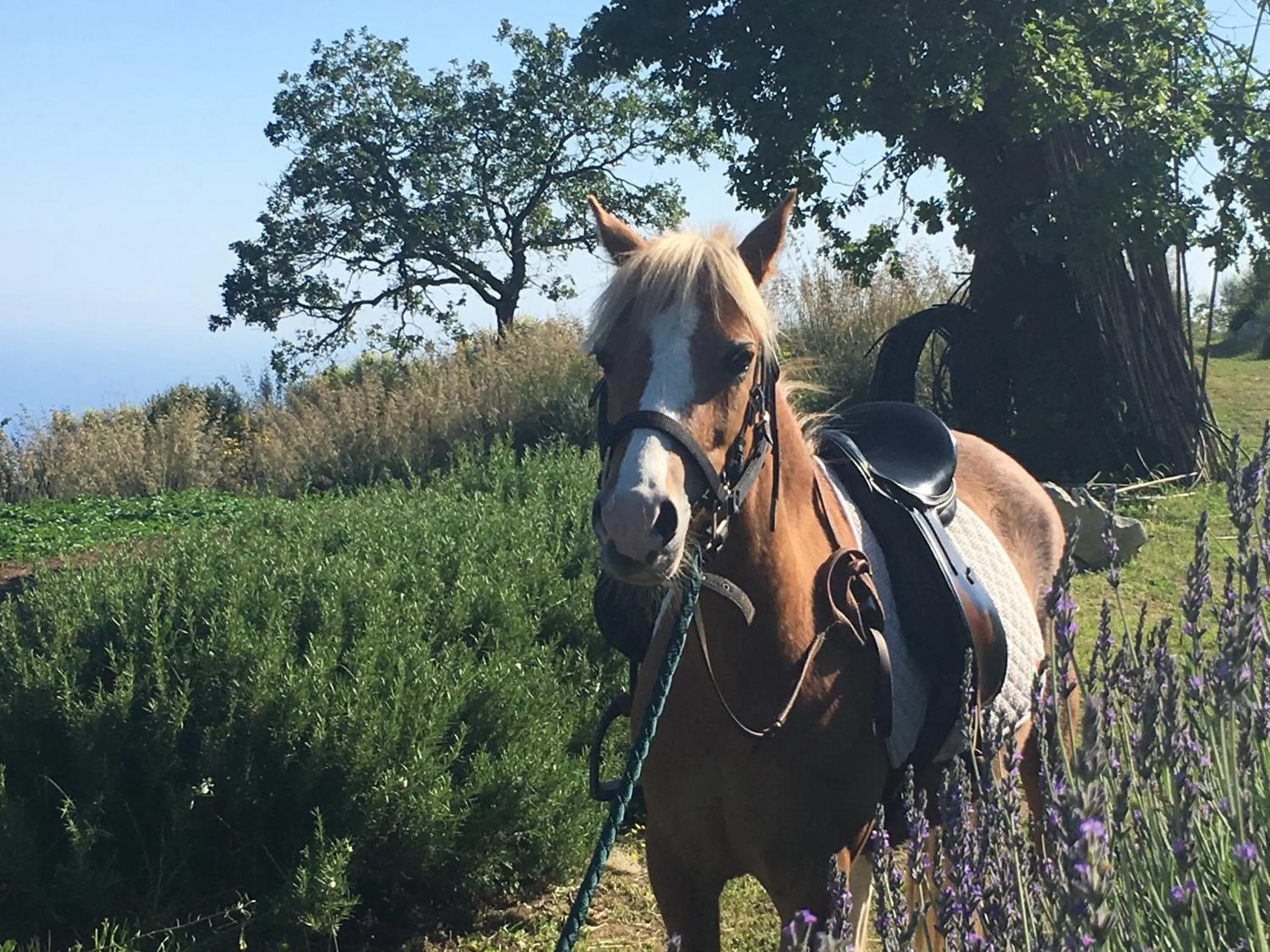 Garden in Agriturismo Fattoria Terranova