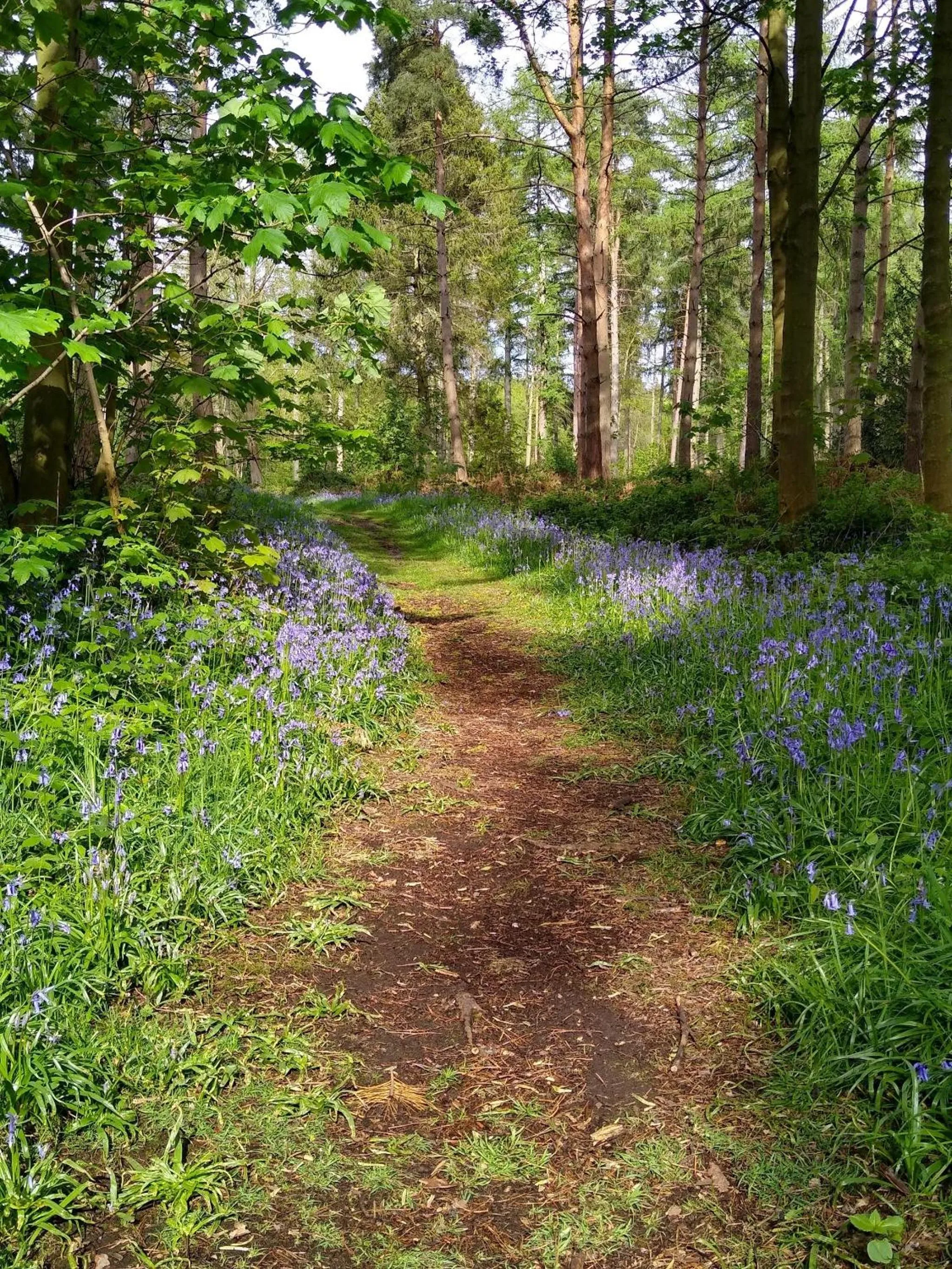 Garden in Hollicarrs - Lilypad Lodge