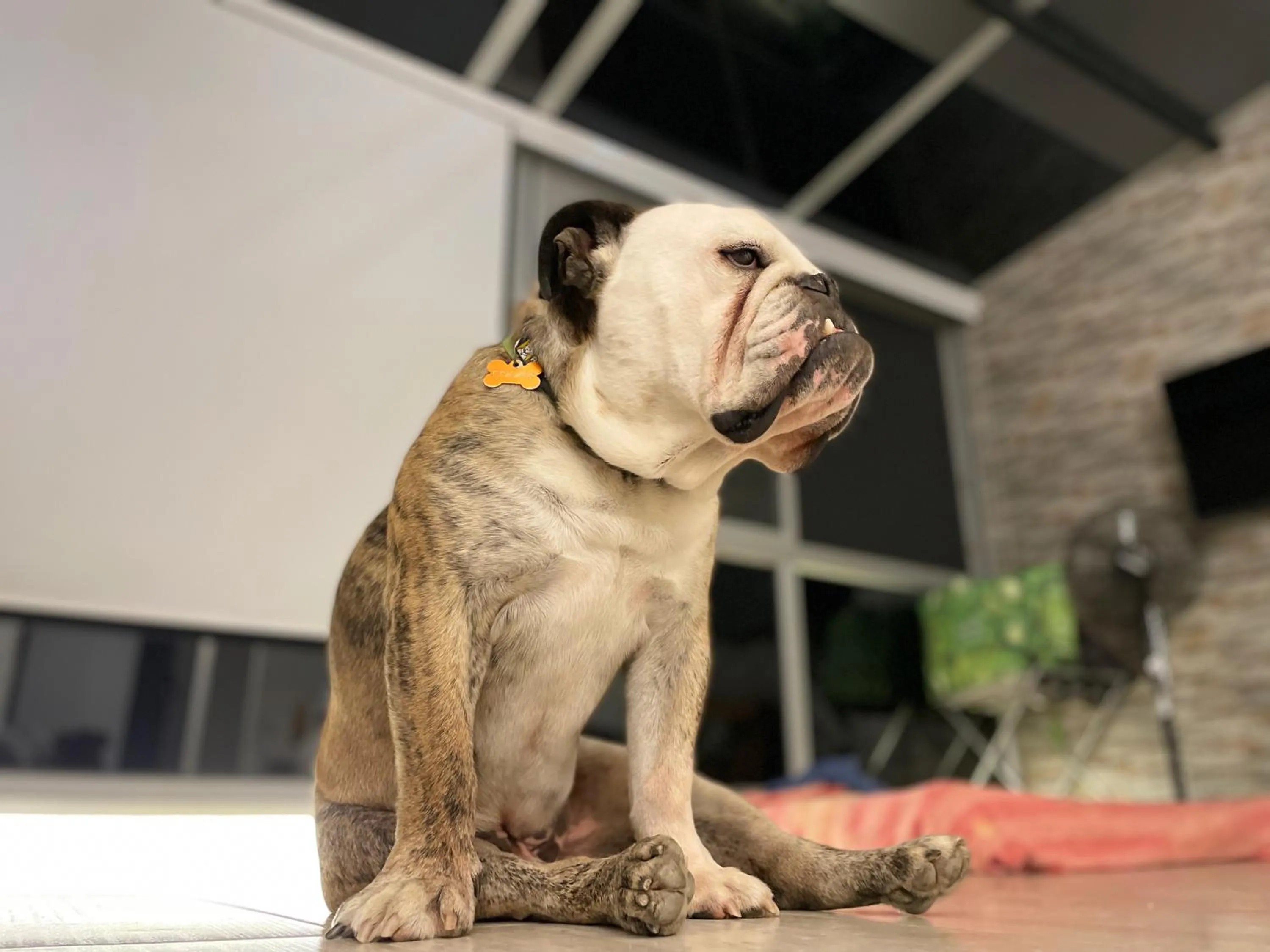 Pets in La Vista EcoHouse