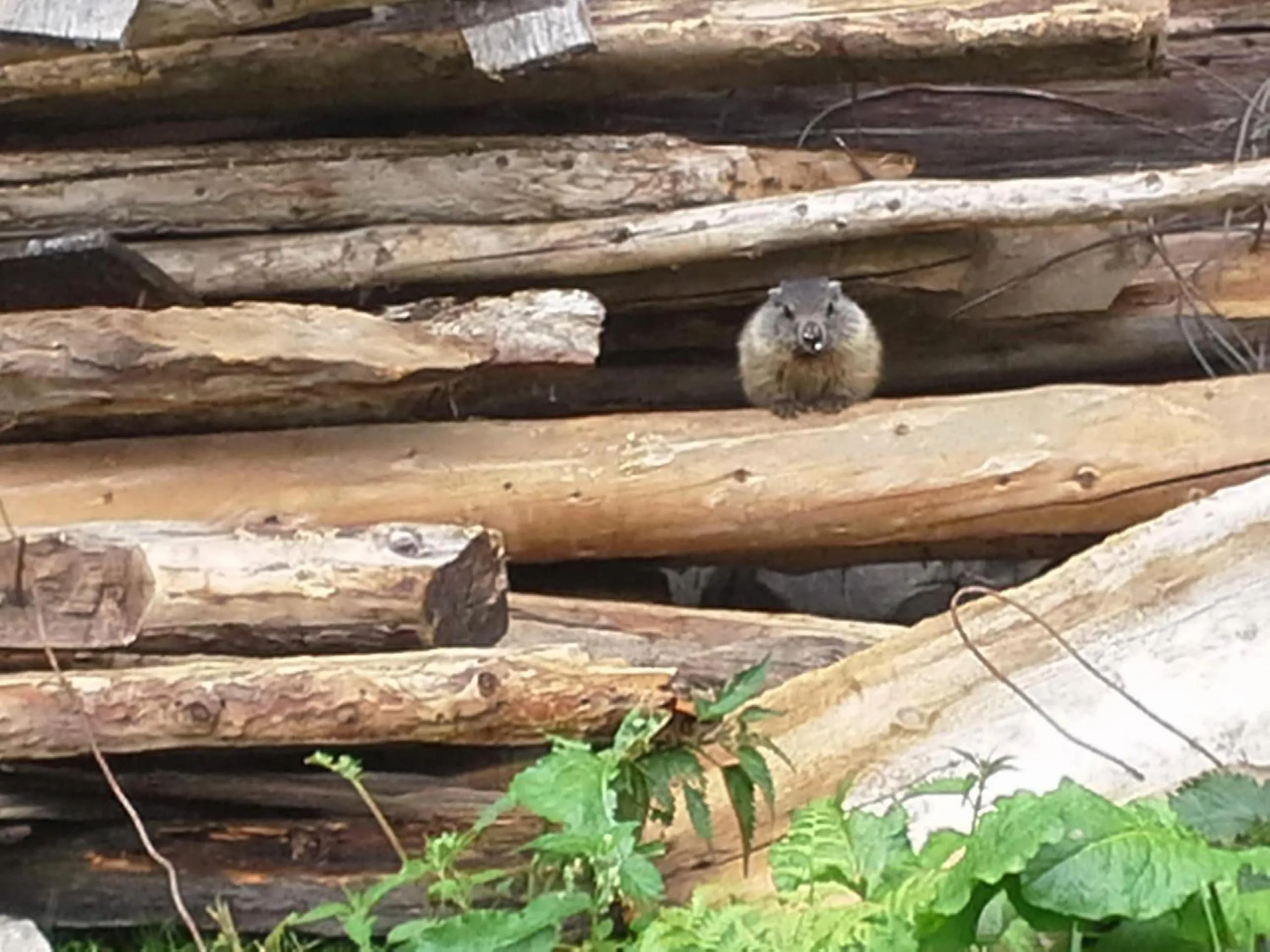 Animals in Gruberhof