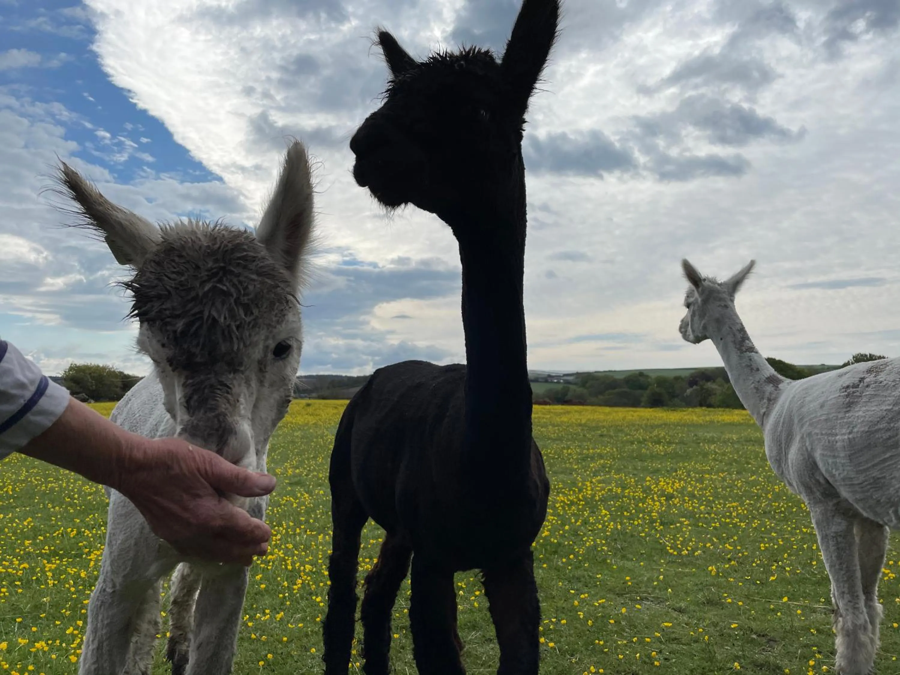 Animals in Wynards Farm Sunset room