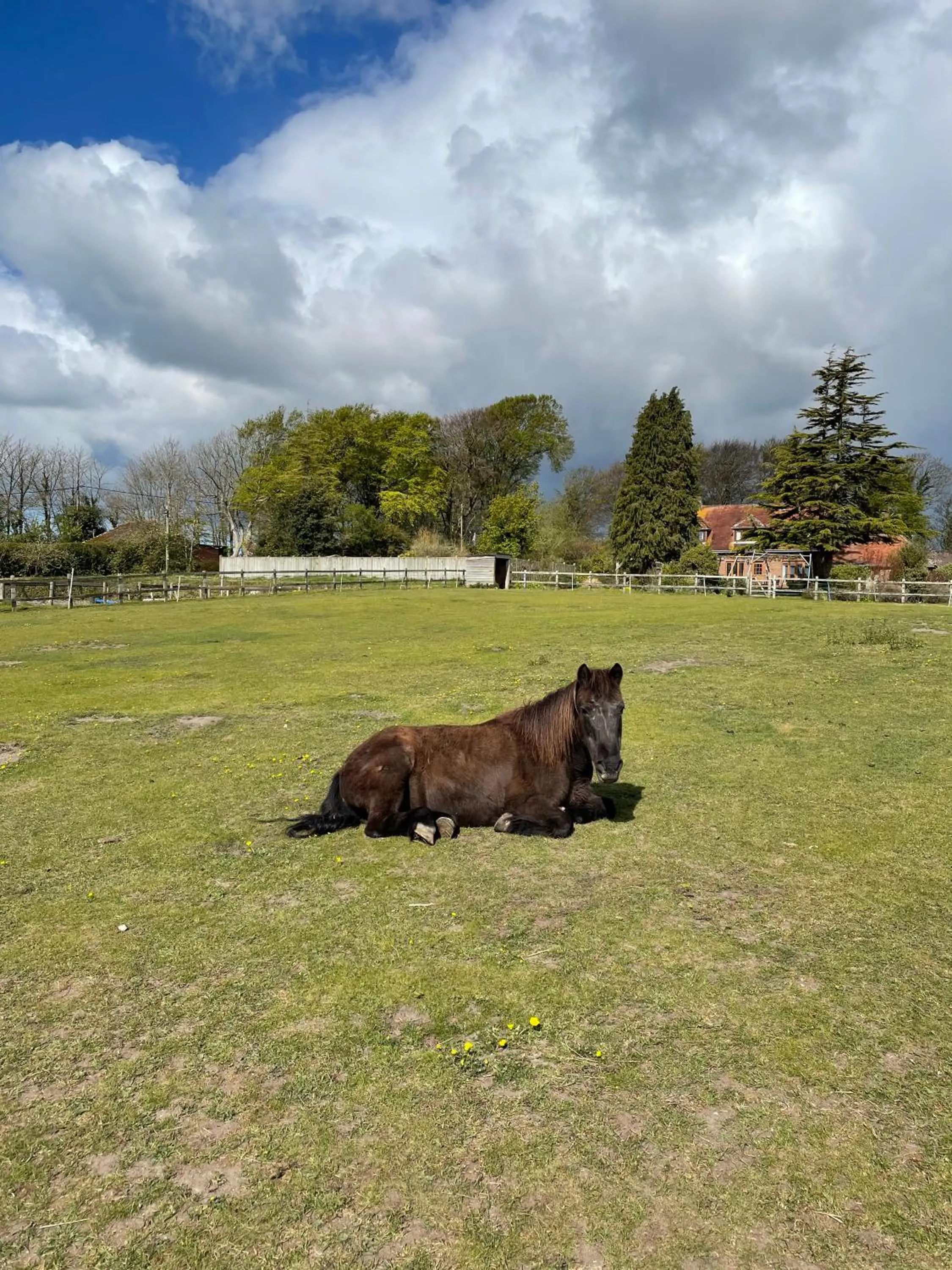 Animals in Wynards Farm Sunset room