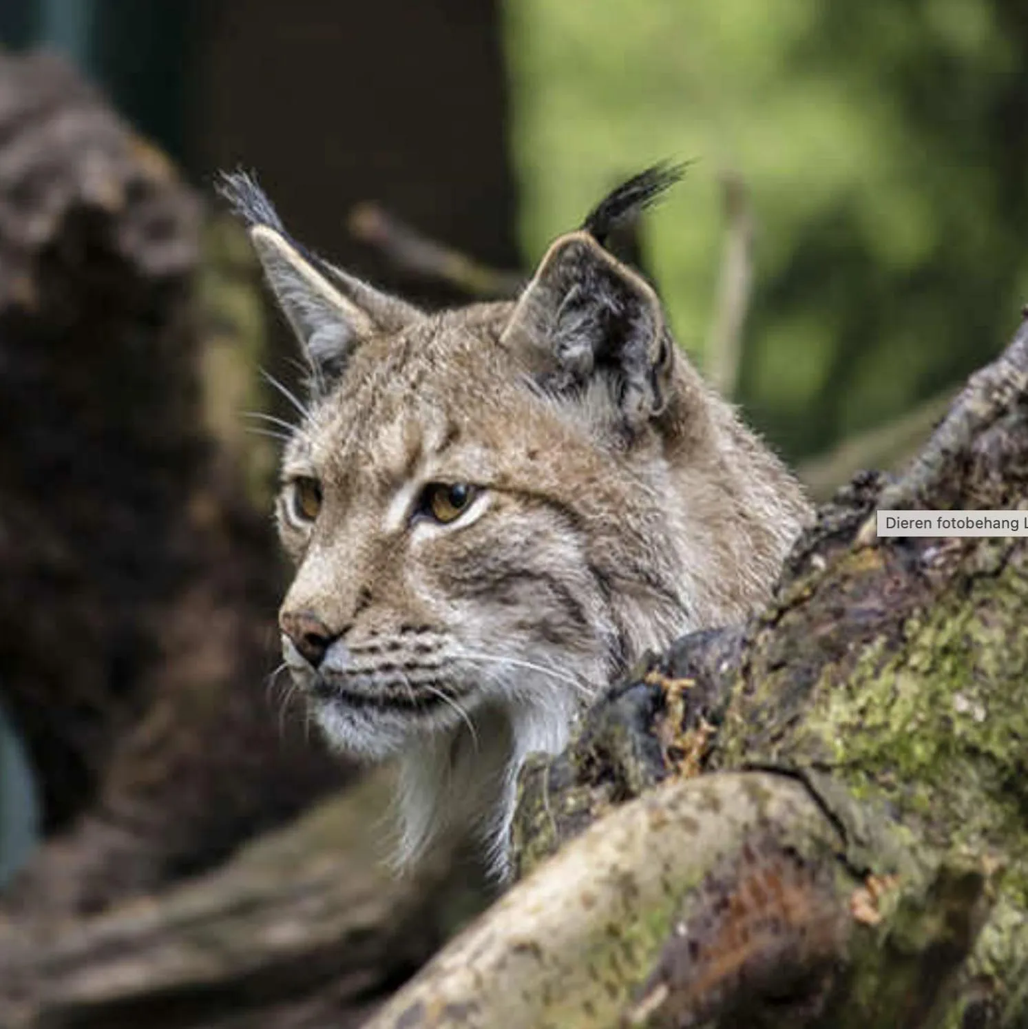 Animals in HusHotellHunge AB