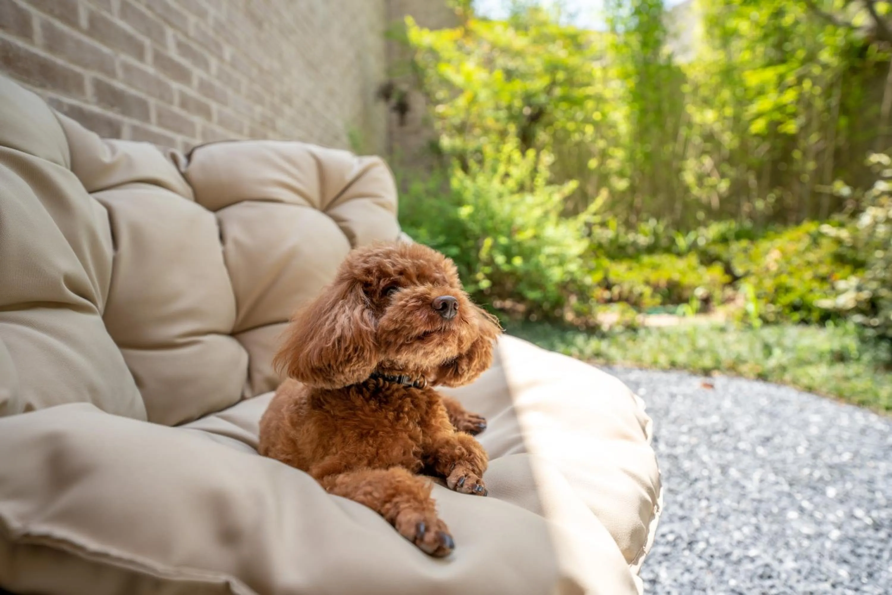 Pets in voco Nanjing Garden Expo by IHG