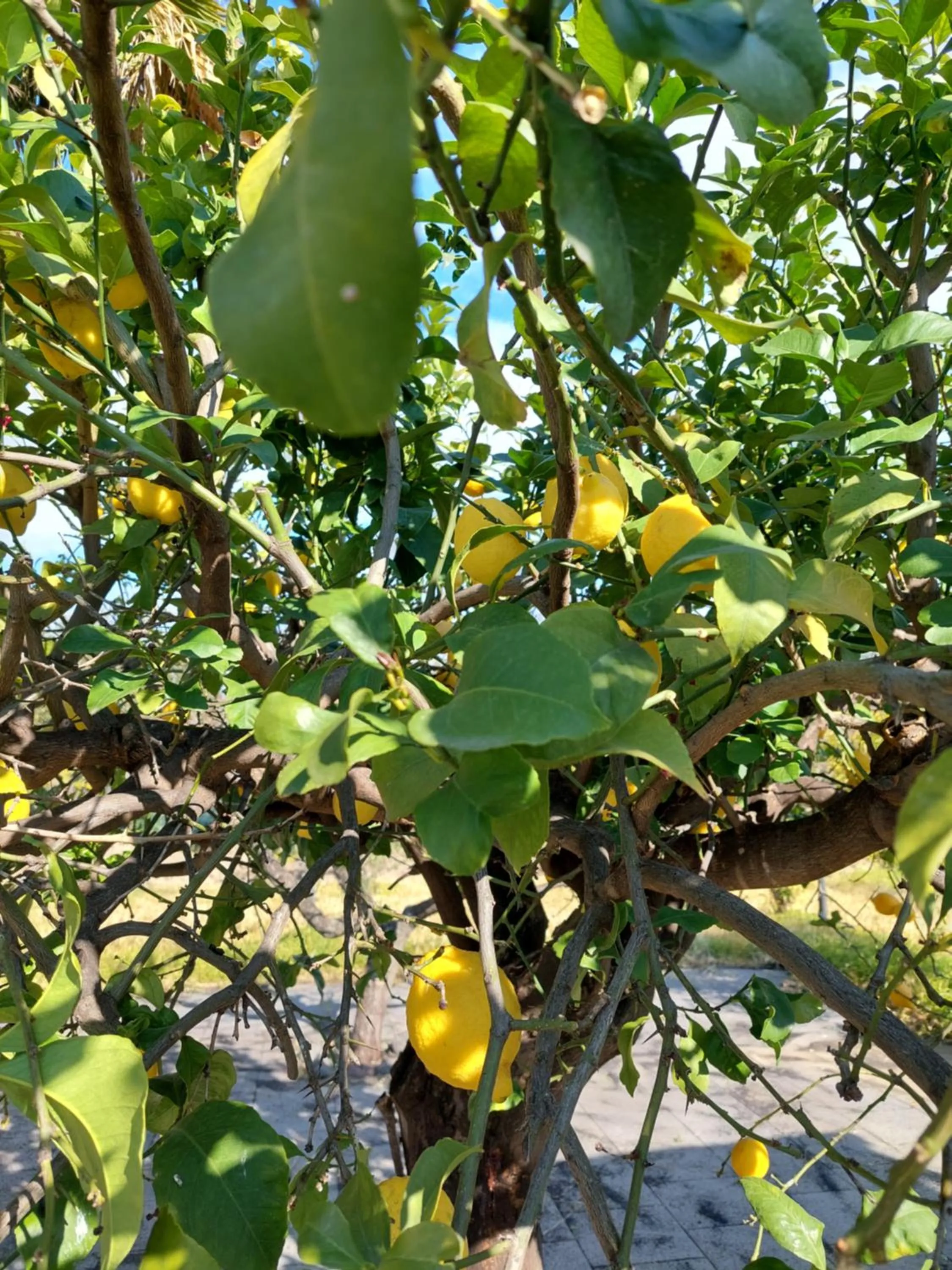 Garden in Villa Piersepp B&B