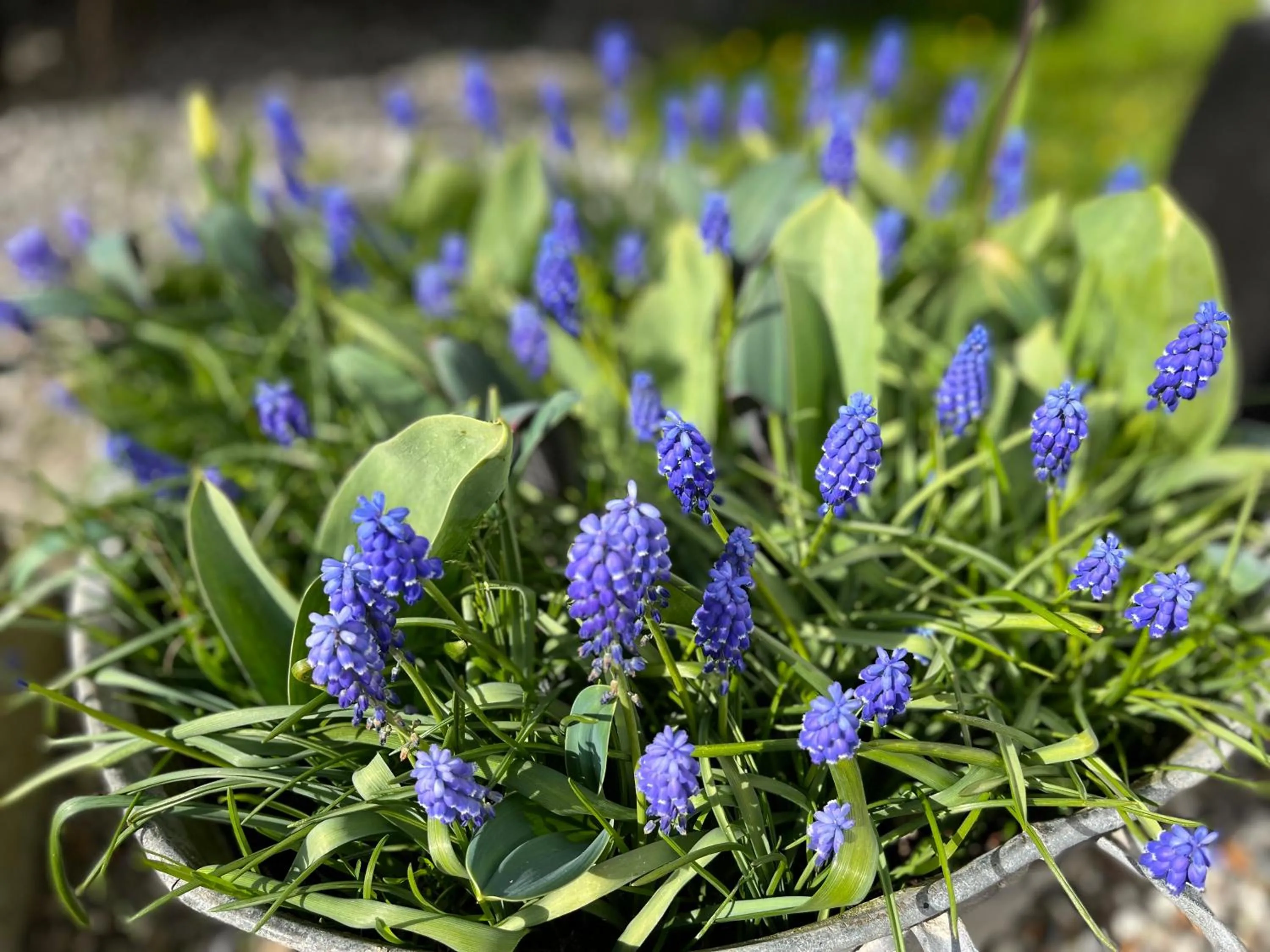 Spring in Apartment Ruhetgaard Bed & kitchen