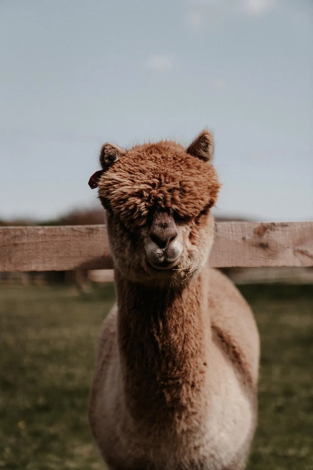 Animals in Powerscourt Springs Health Farm